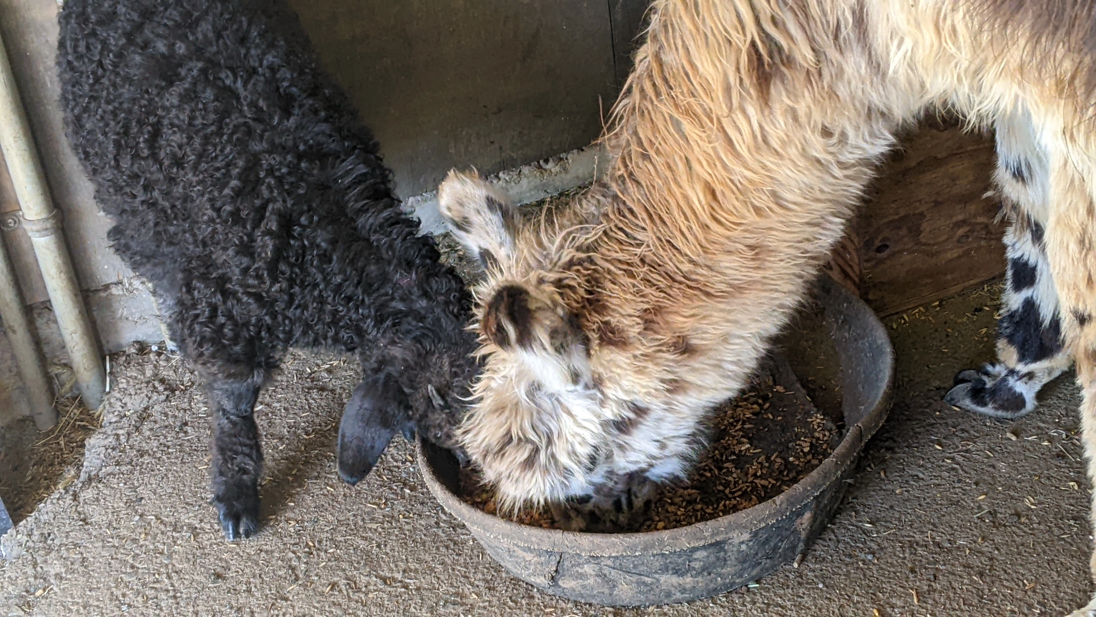 An image of a goat named Teff sharing a feed tray with a llama named Fitz