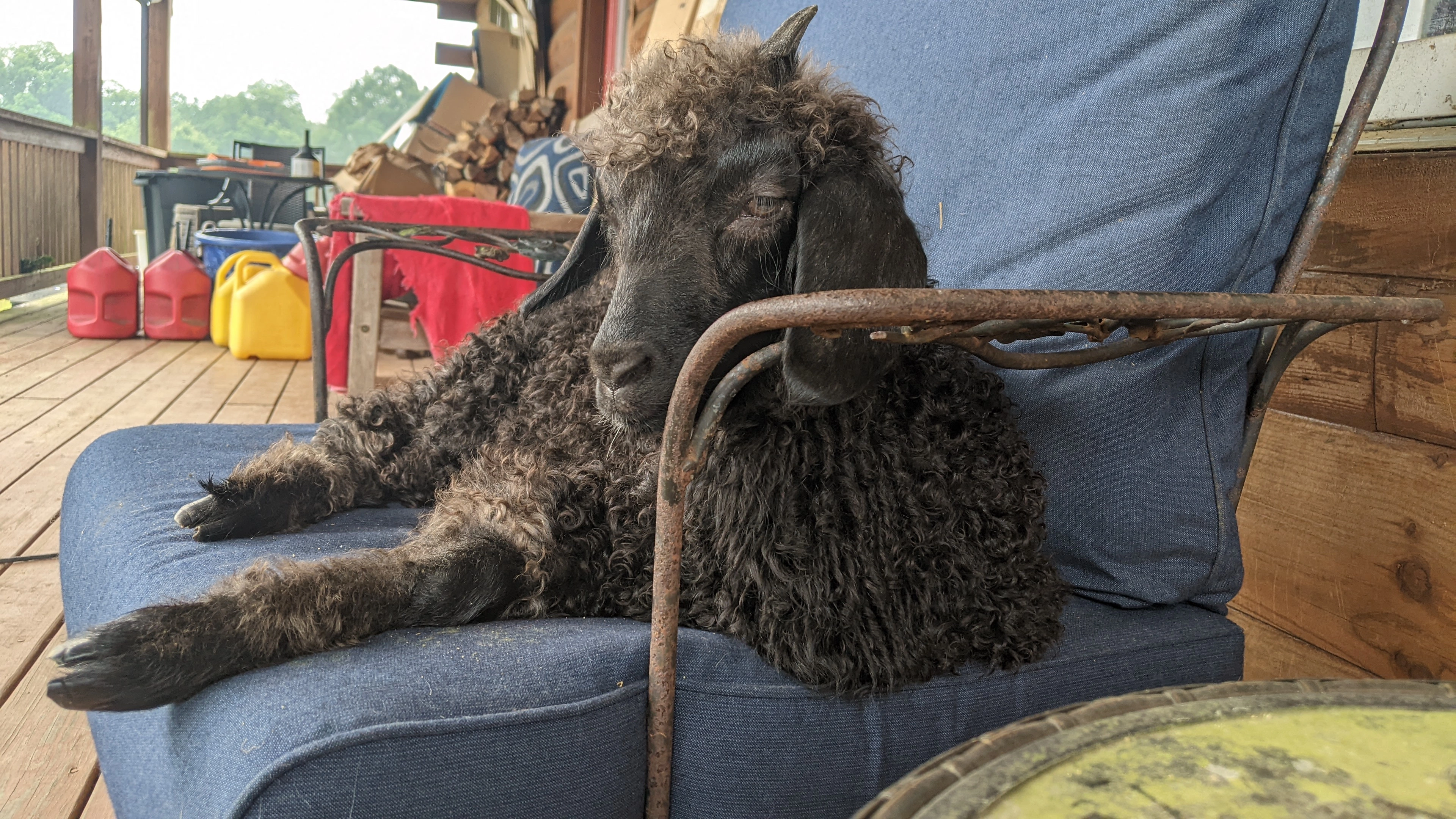 An image of a goat named Teff relaxing on a chair on a porch