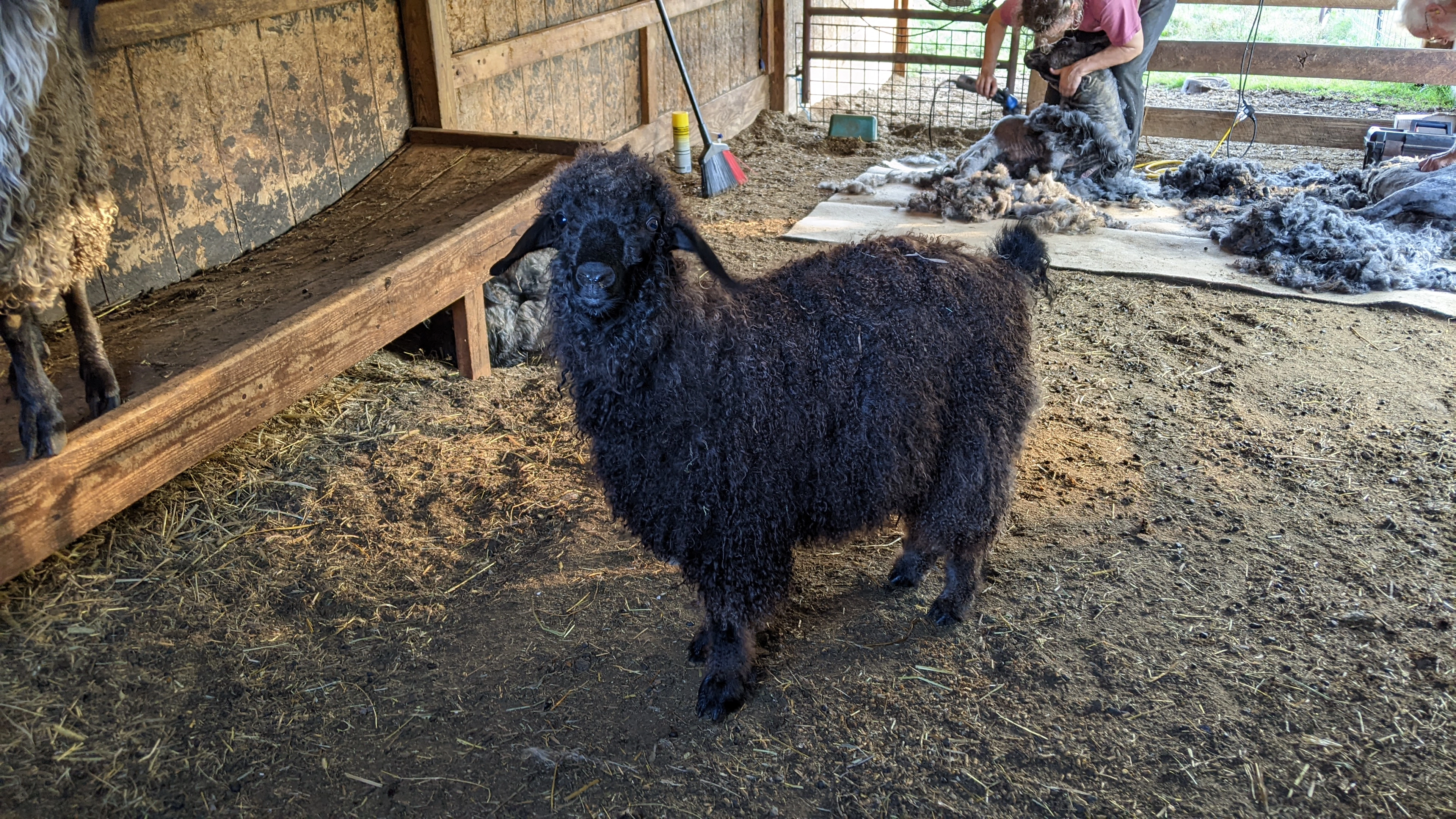 An image of a goat named Teff prior to her first shearing in September 2023