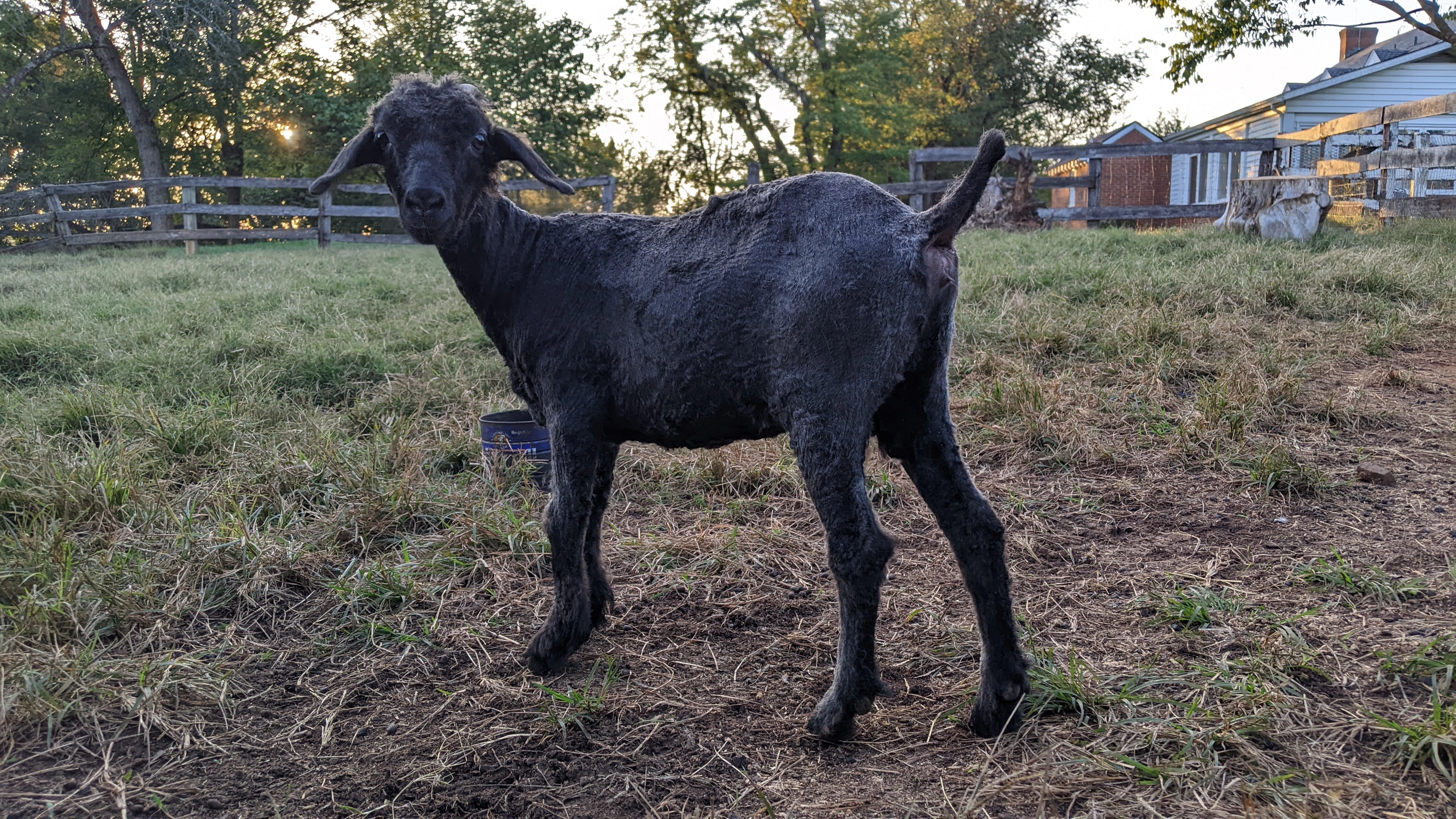 An image of a goat named Teff after her shearing in September 2023