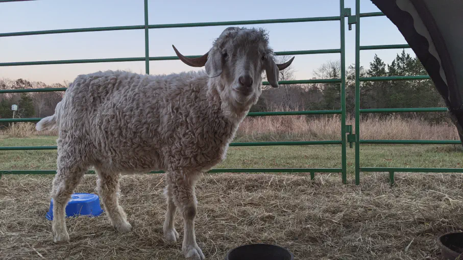 An image of a goat named Mercury