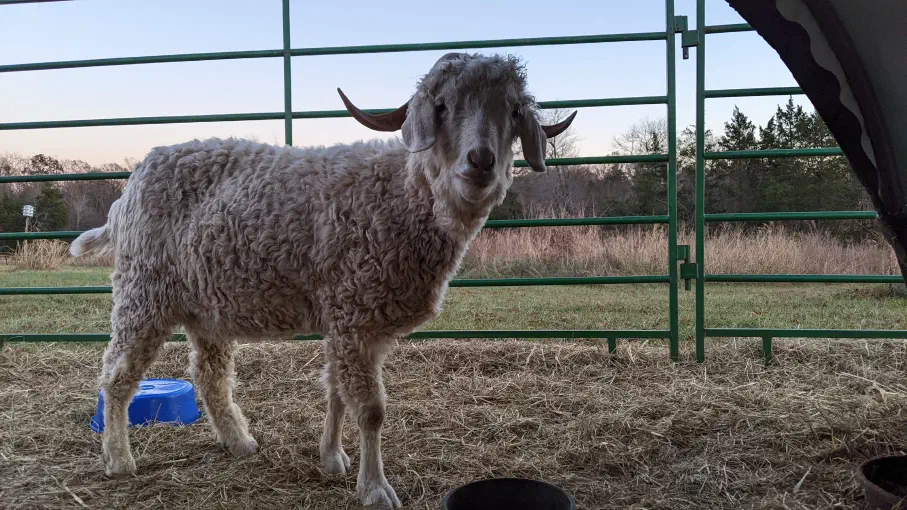 An image of a goat named Mercury