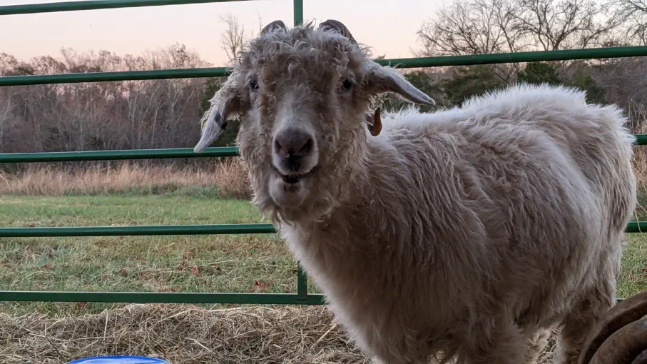 An image of a goat named Whoopie