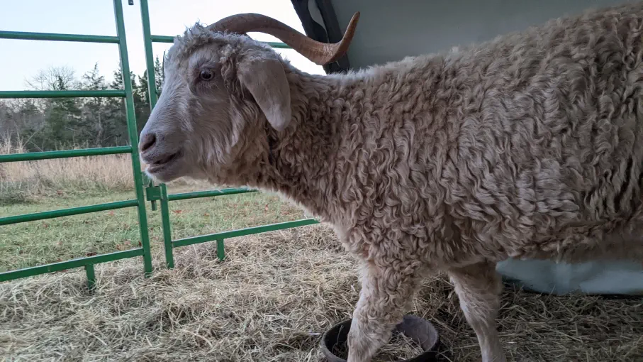 An image of a goat named Mercury