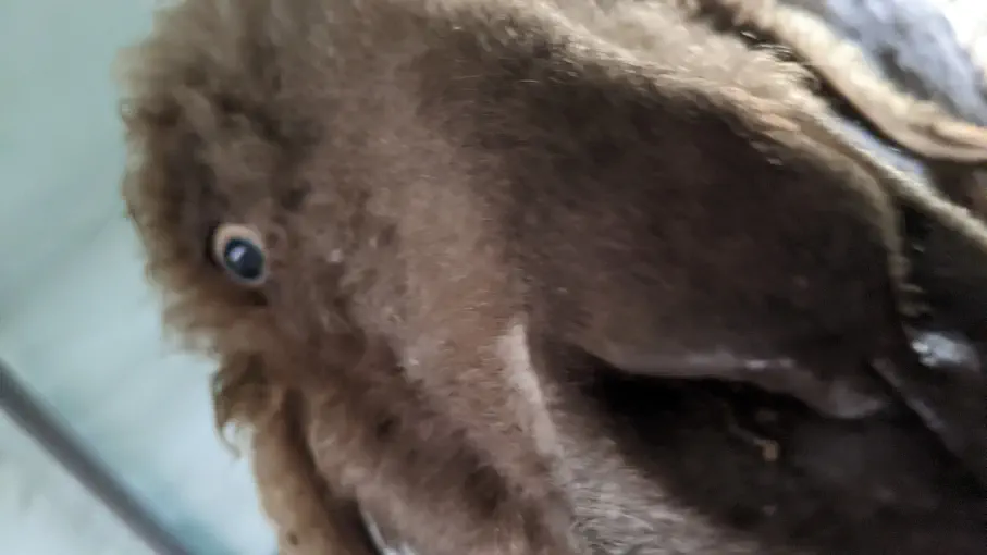 An image of a animal named Morpheus