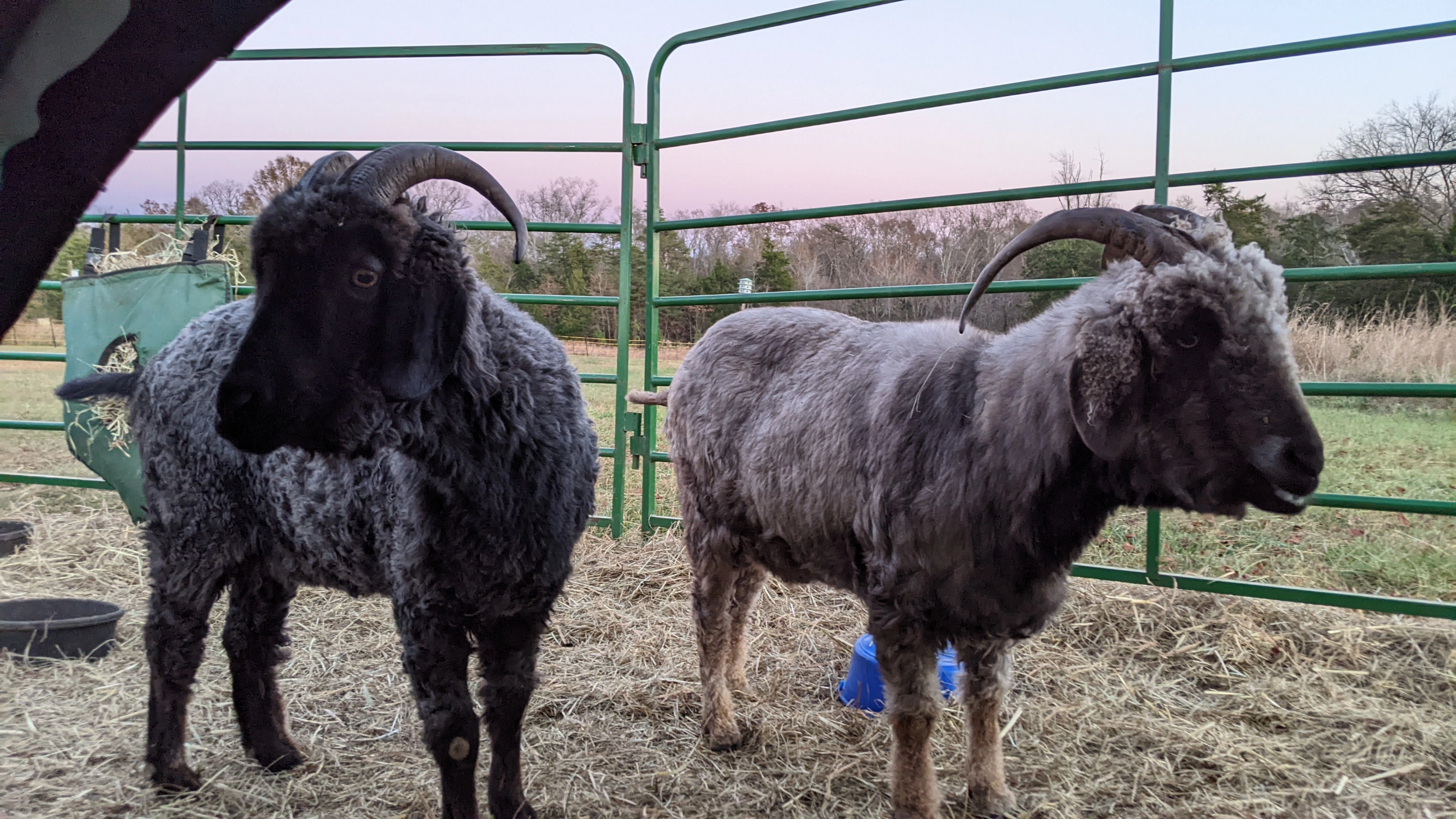 An image of a pair goats named Freddie (left) and Morpheus (right).