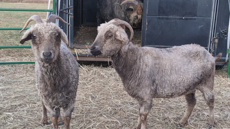 An image of a pair goat named Tabbouli (left) and Couscous (right).