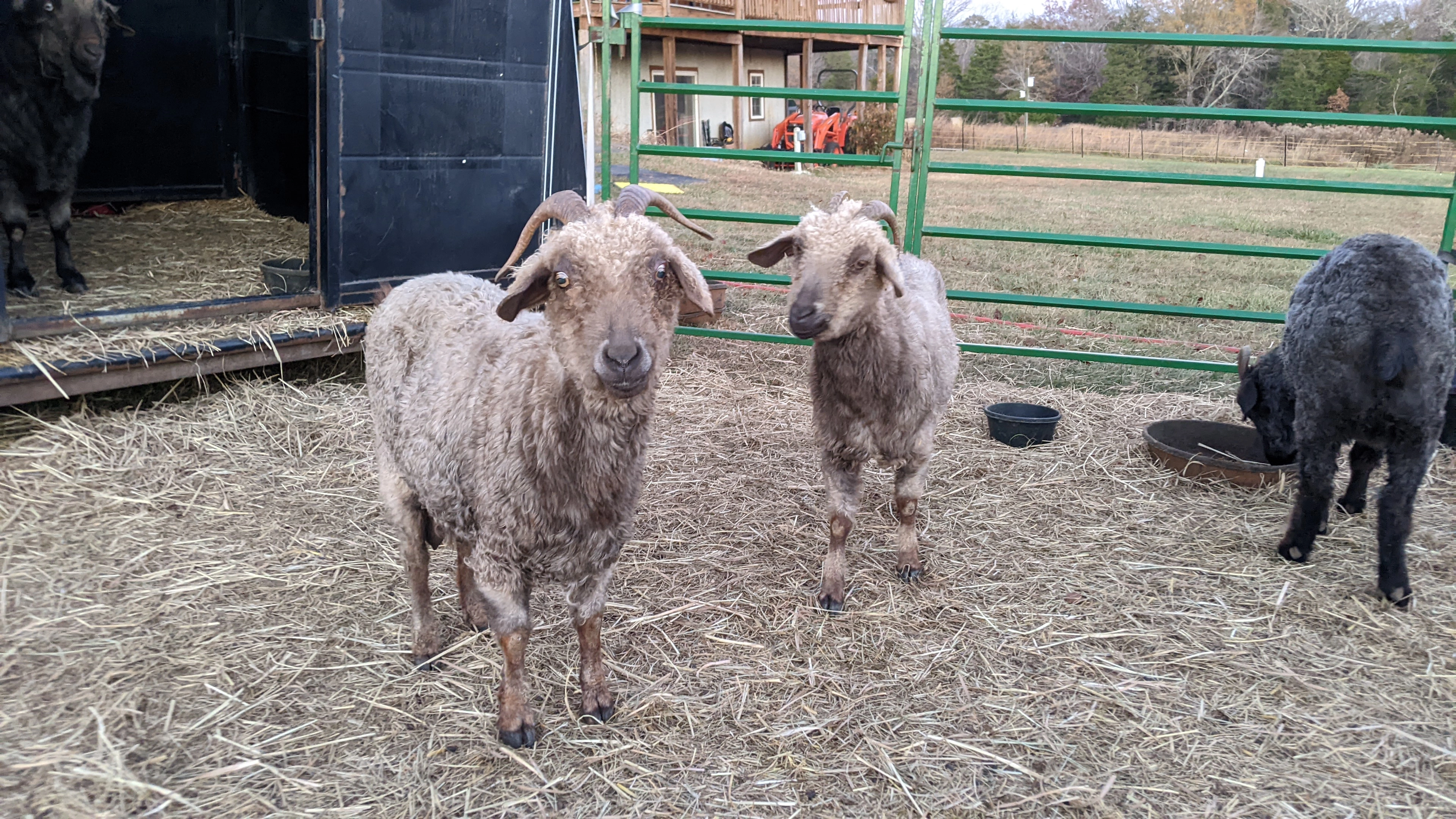 An image of a pair goat named Tabbouli (left) and Couscous (right).