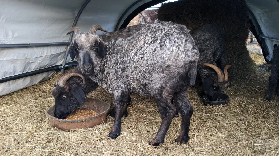 An image of a goat named Buckwheat