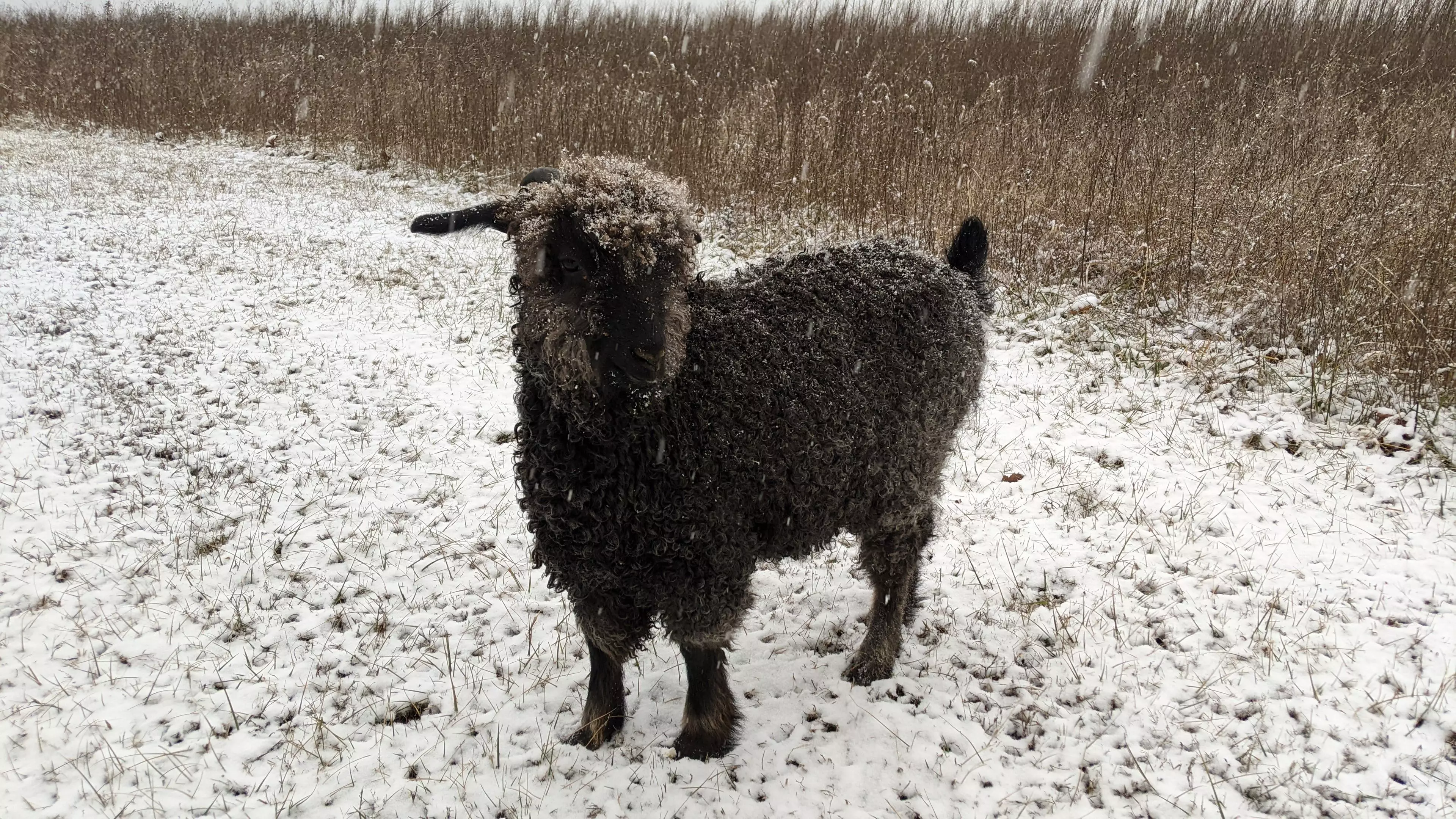 An image of a goat named Teff in the snow