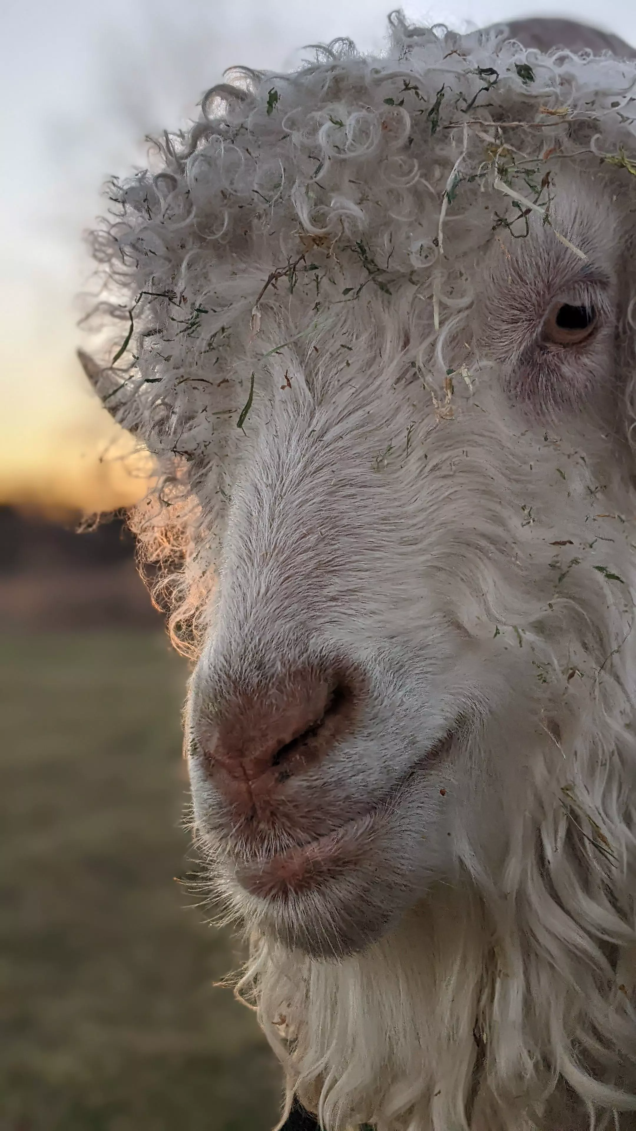 A portrait image of a goat named Mercury