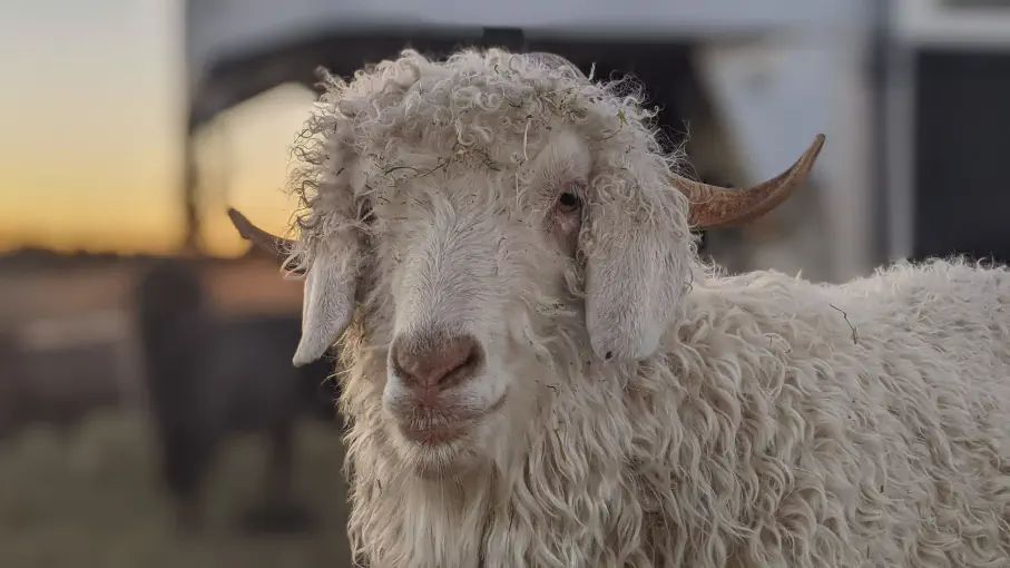 A portrait image of a goat named Mercury