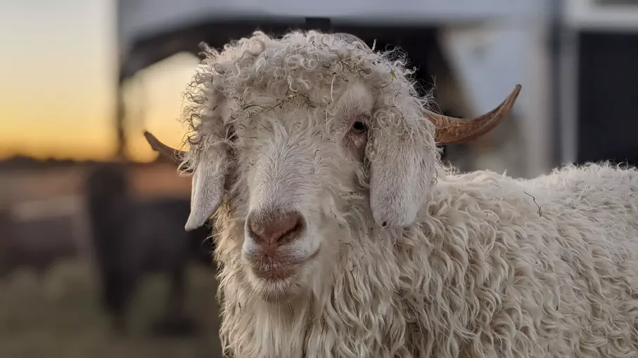 A portrait image of a goat named Mercury