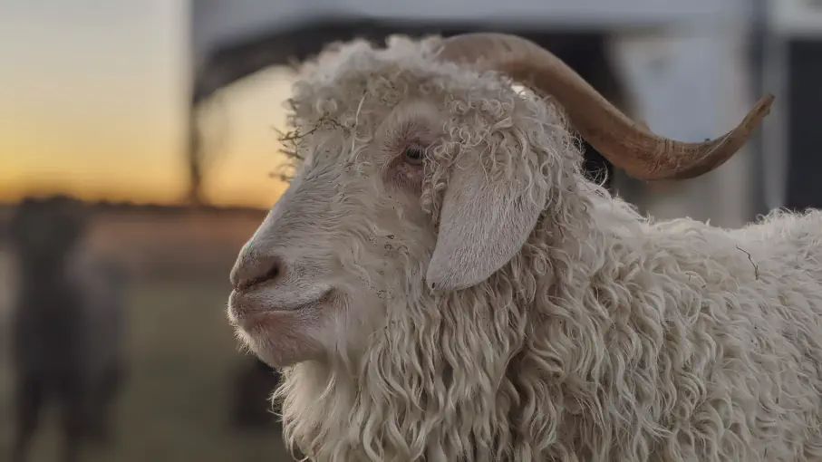A portrait image of a goat named Mercury