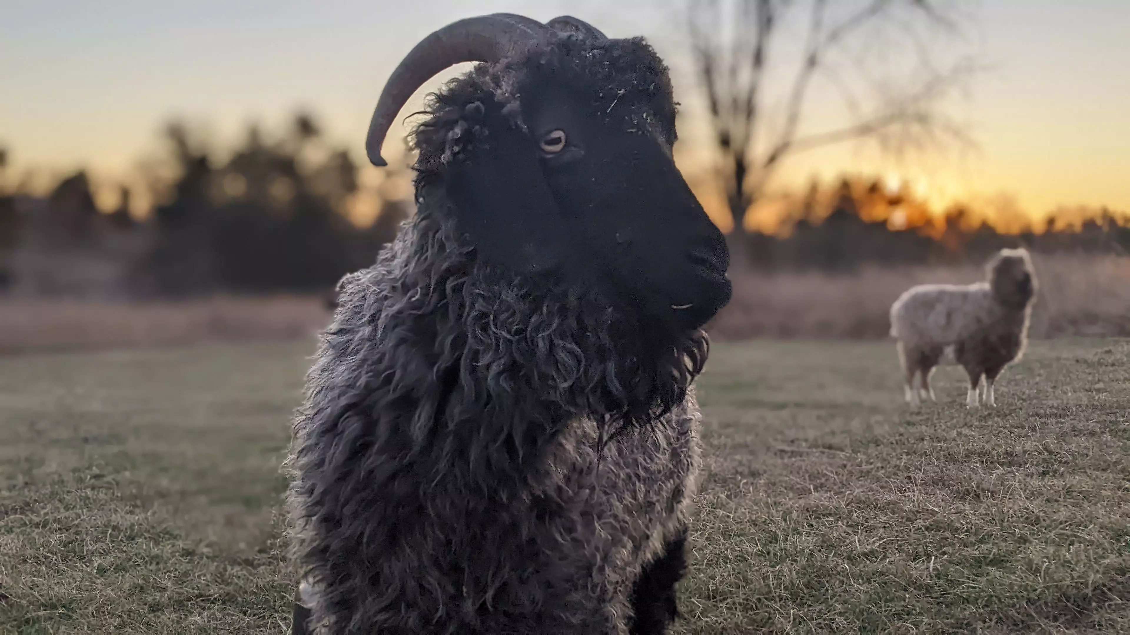 A portrait image of a goat named Freddie