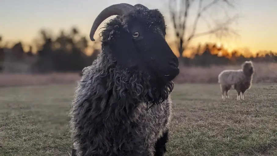 A portrait image of a goat named Freddie