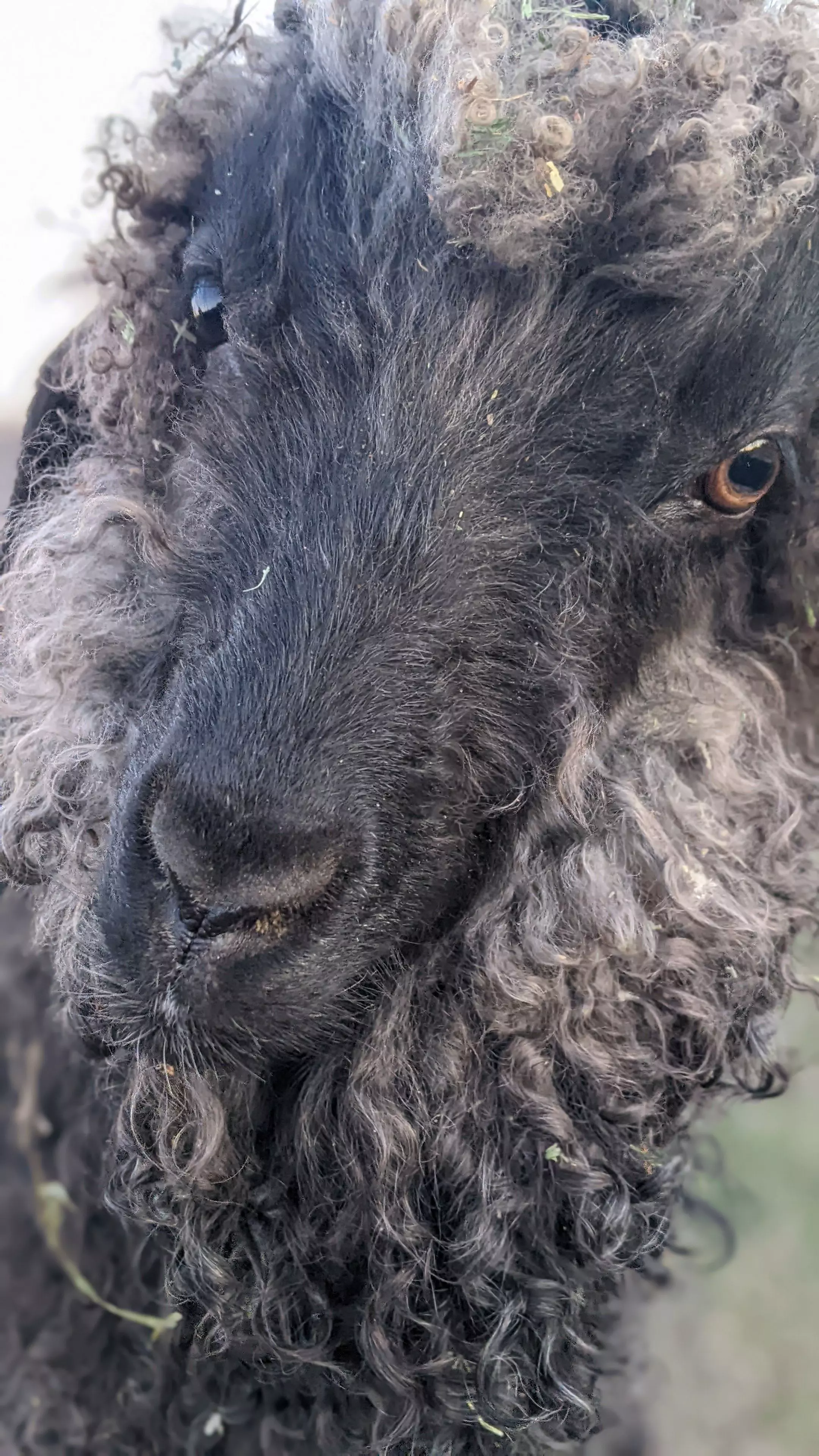 A portrait image of a goat named Teff