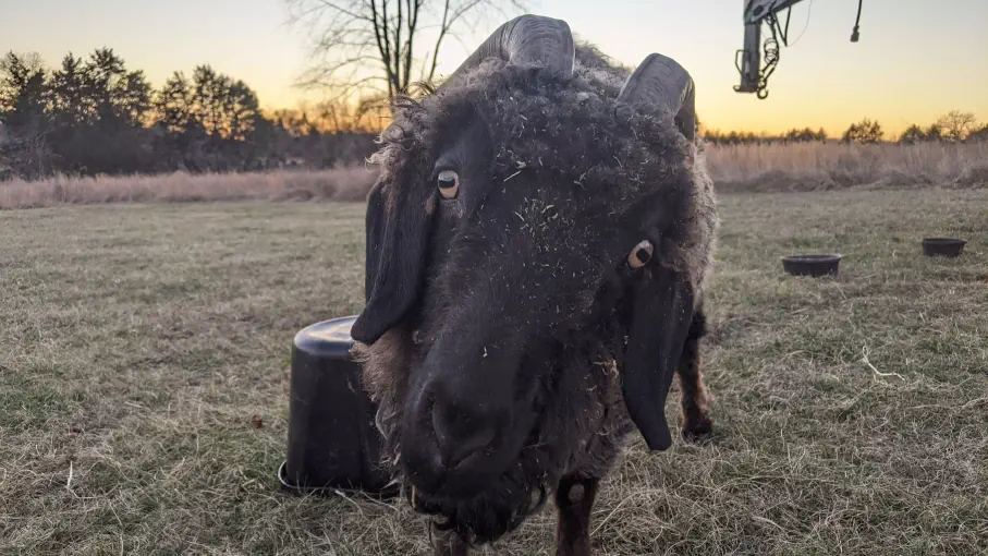 A photo image of a goat named Freddit