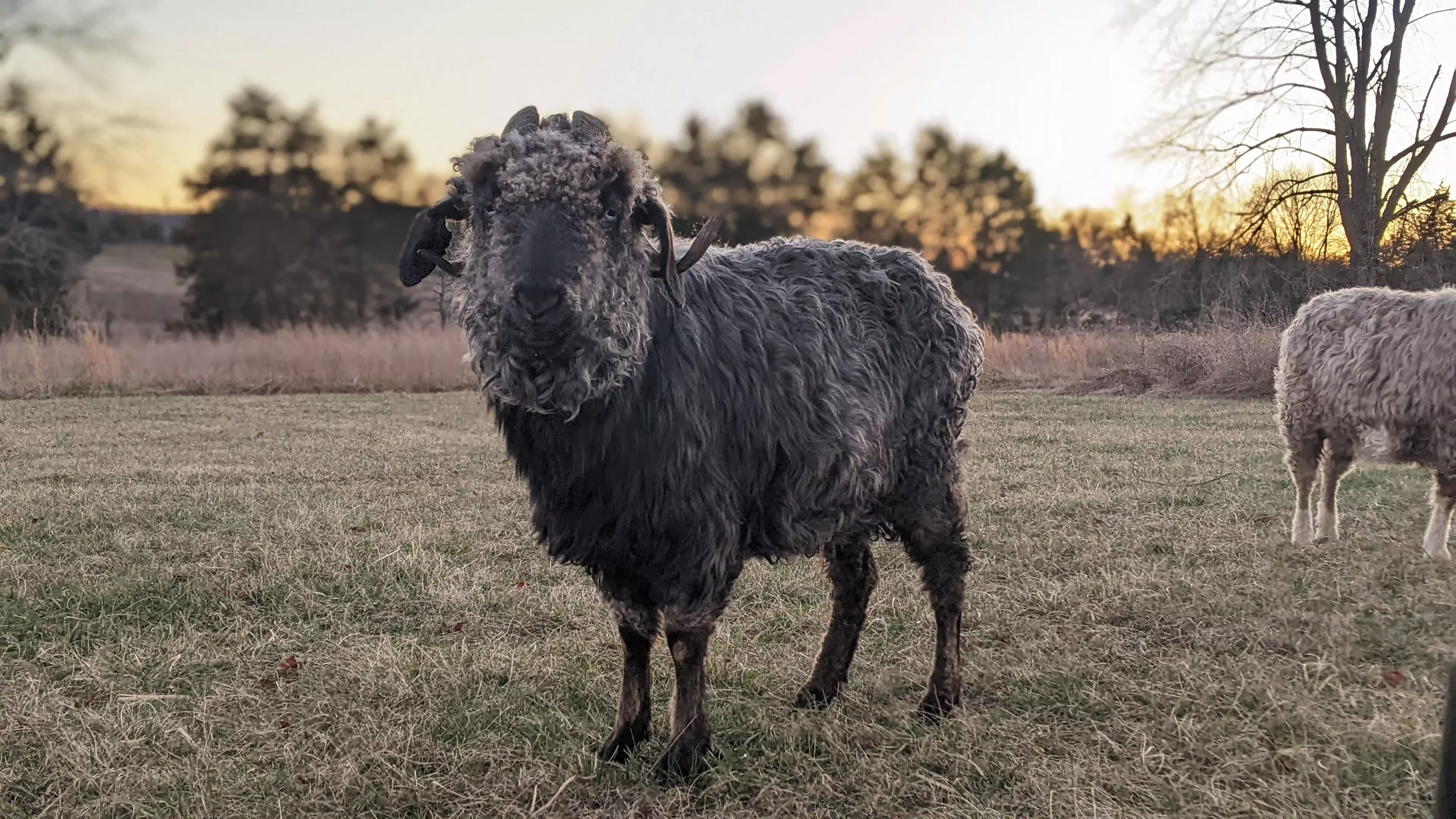 A portrait image of a goat named Hermione