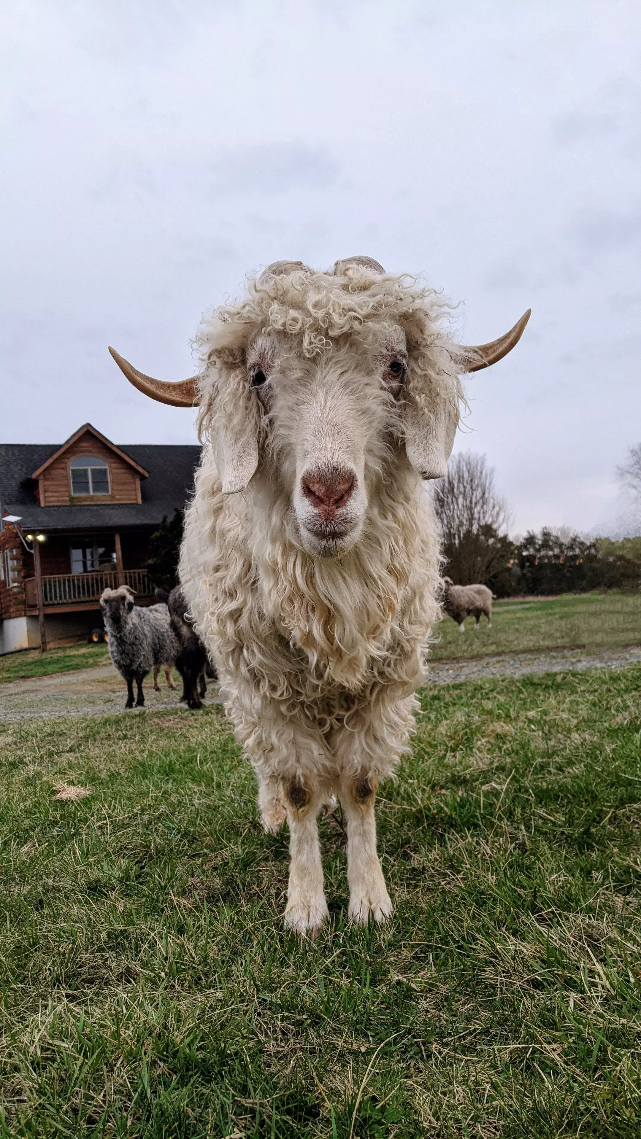 An image of a goat named Mercury.