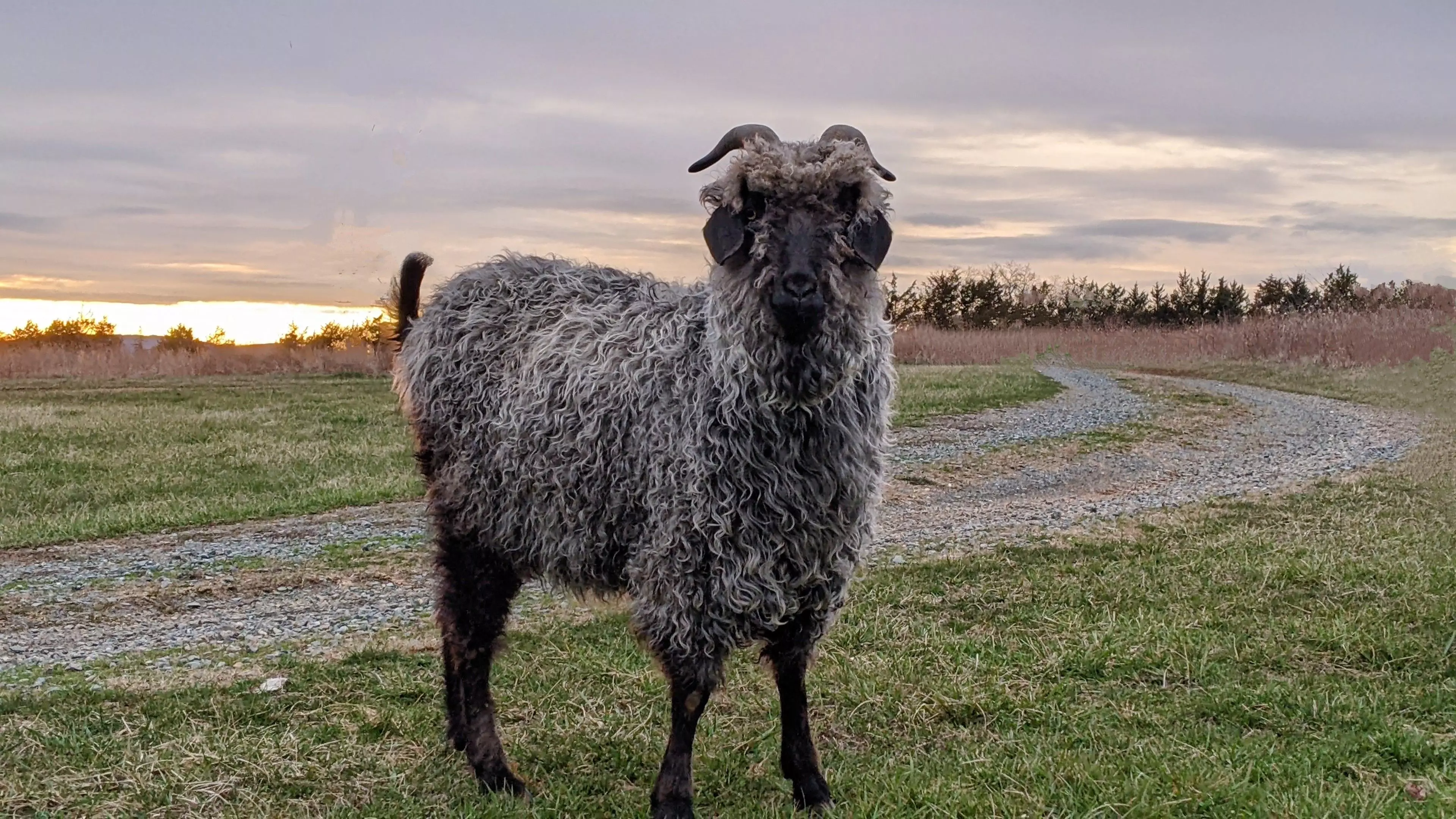 An image of a goat named Buckwheat