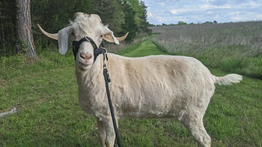 An image of a goat named Mercury