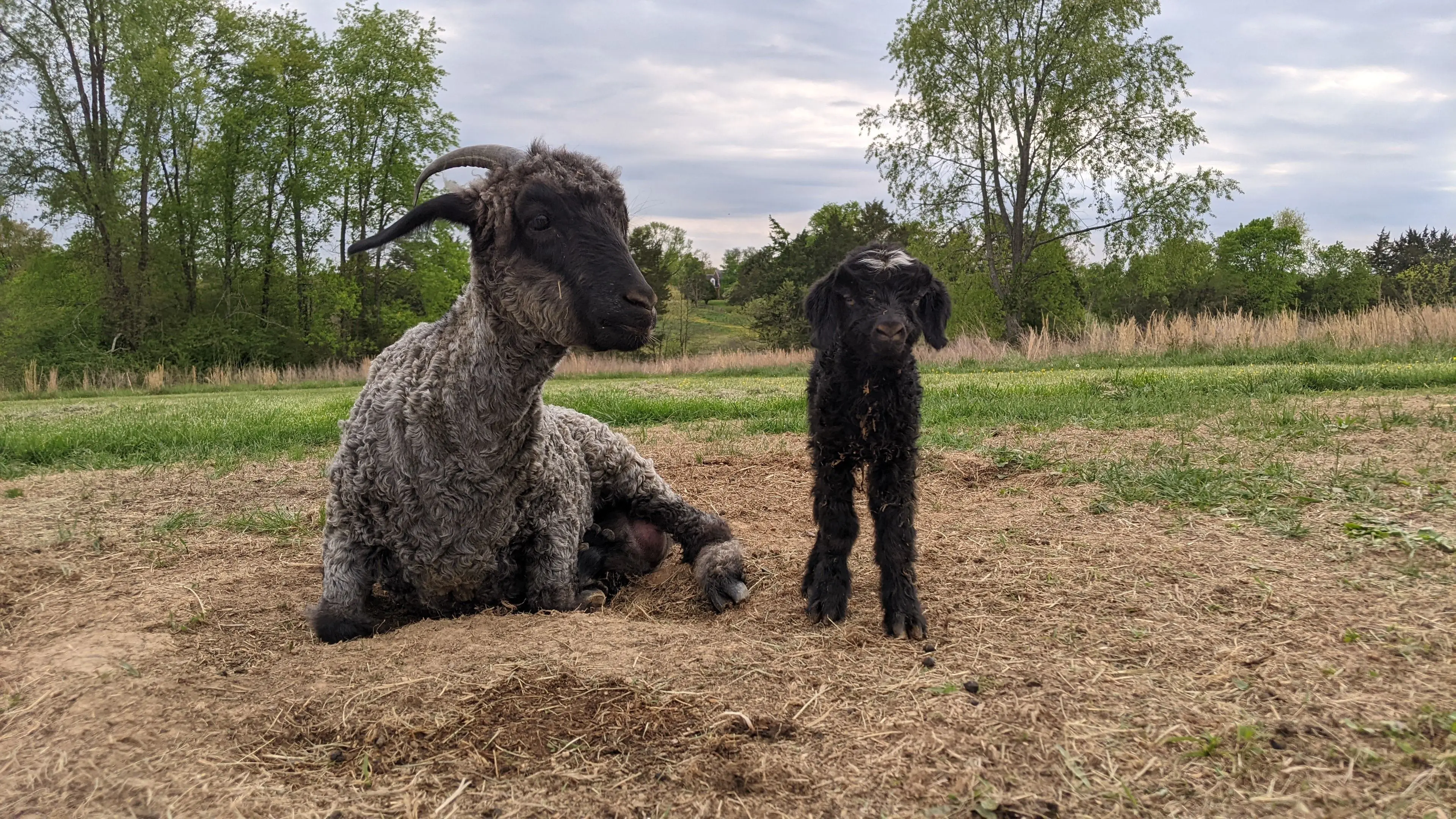 An image of a goat named Harper