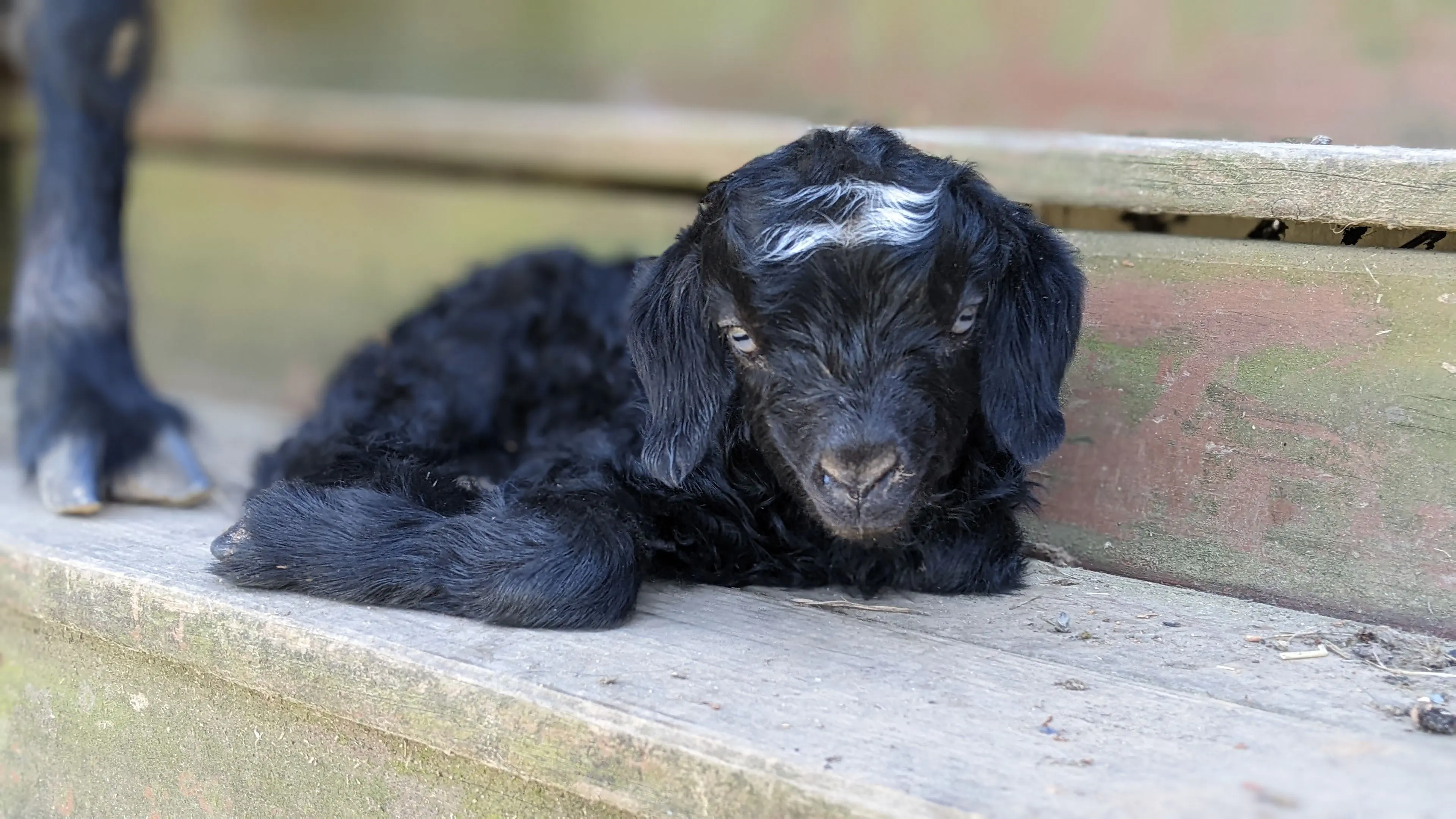 A portrait photo of a goat named Harper