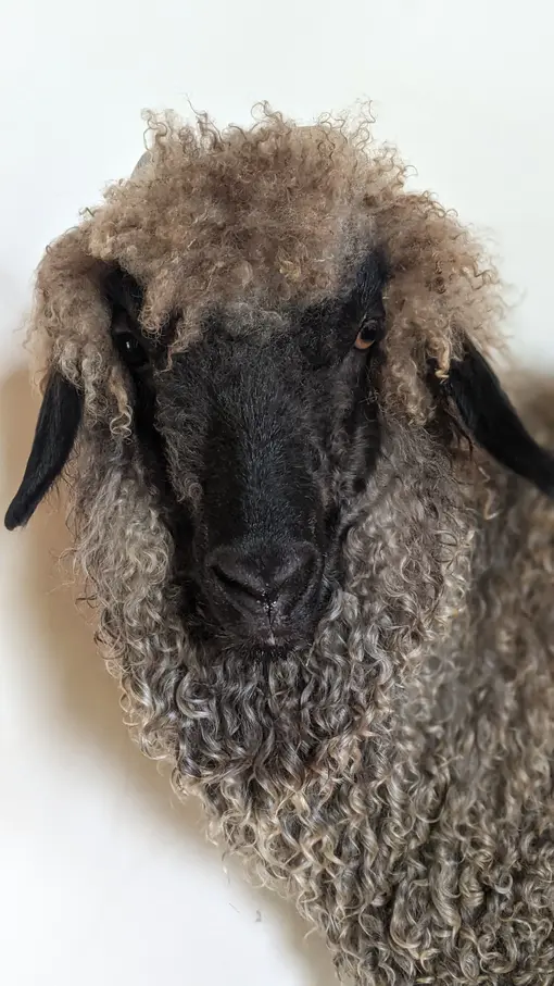 A portrait photo of a goat named Teff in full fleece