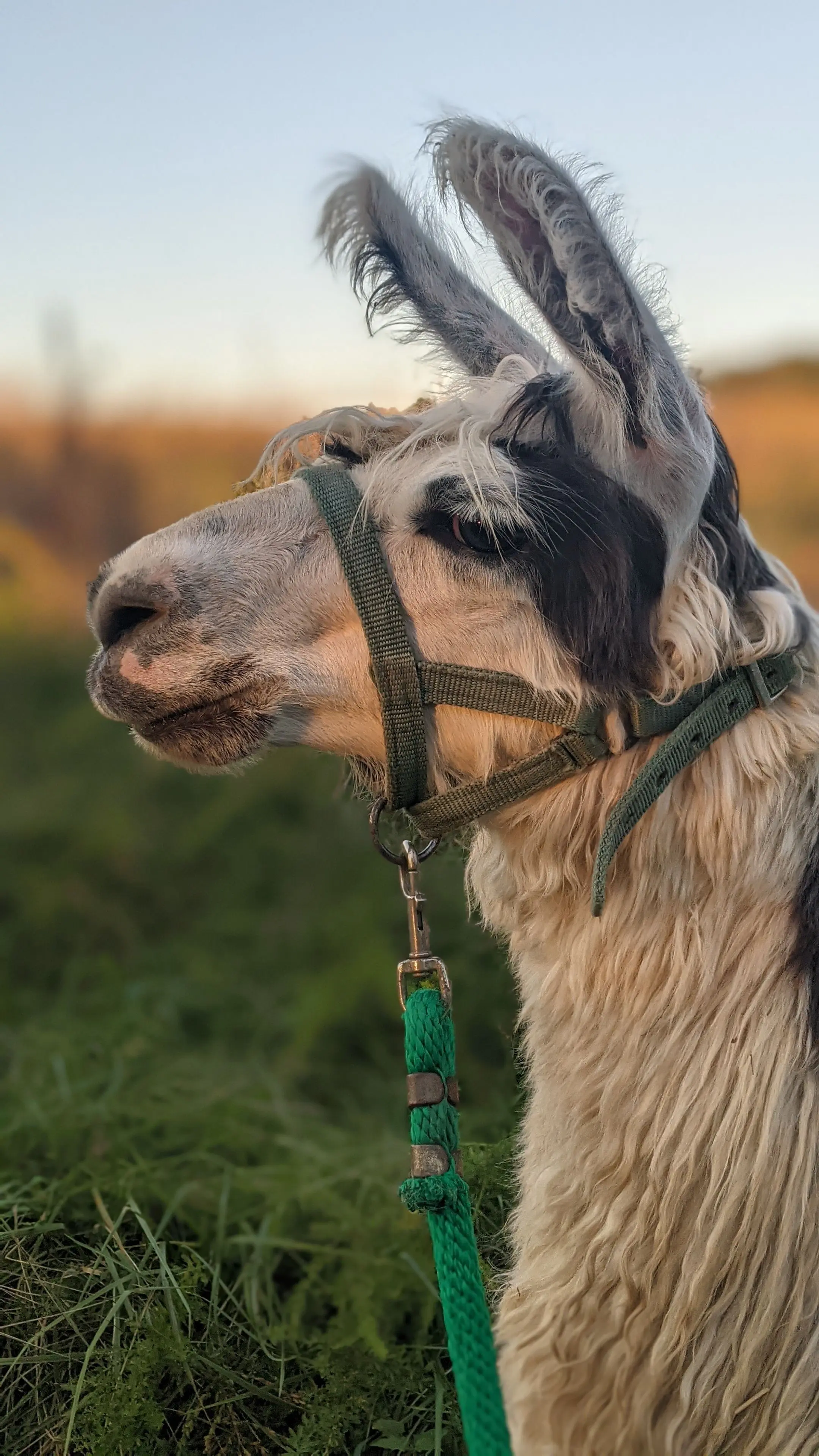A portrait image of a llama named Flemming