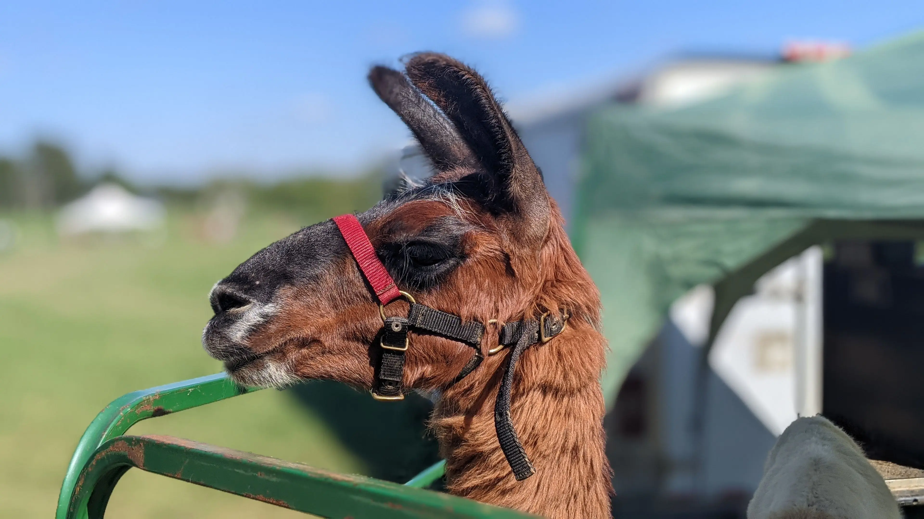 An image of a llama named Tucuman at the Fall Fiber Festival in 2024