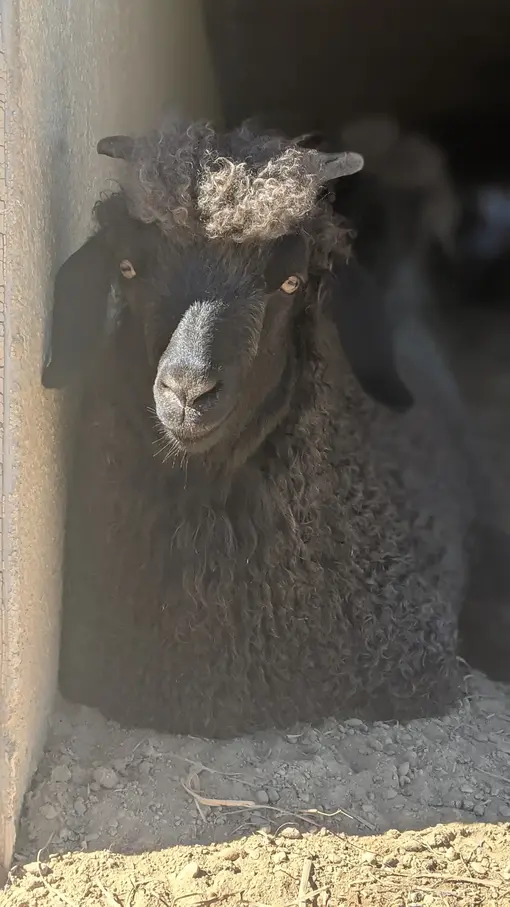 A portrait of a goat named Harper lying down next to a concrete wall.