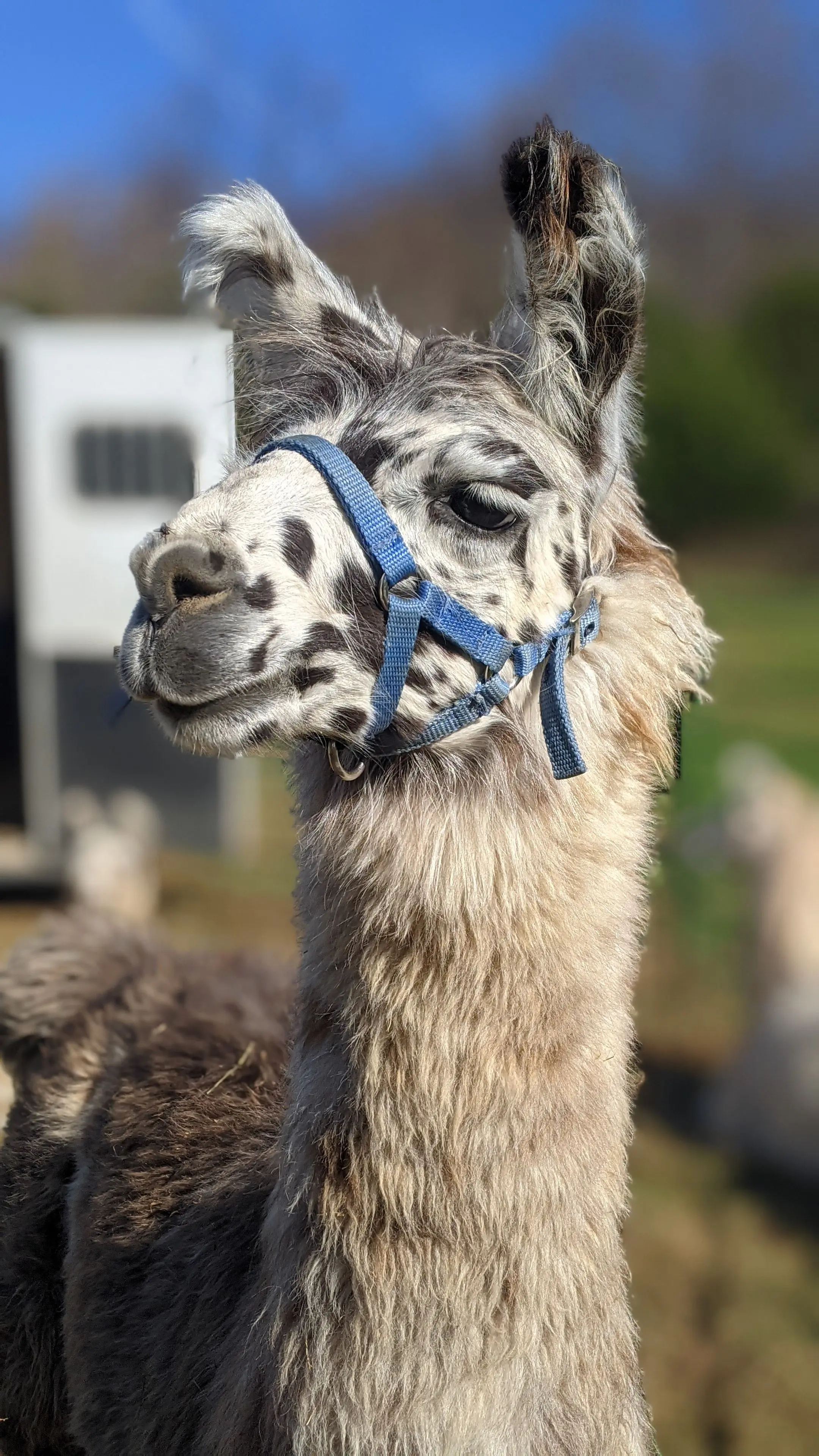 A portrait of a llama named Fitz