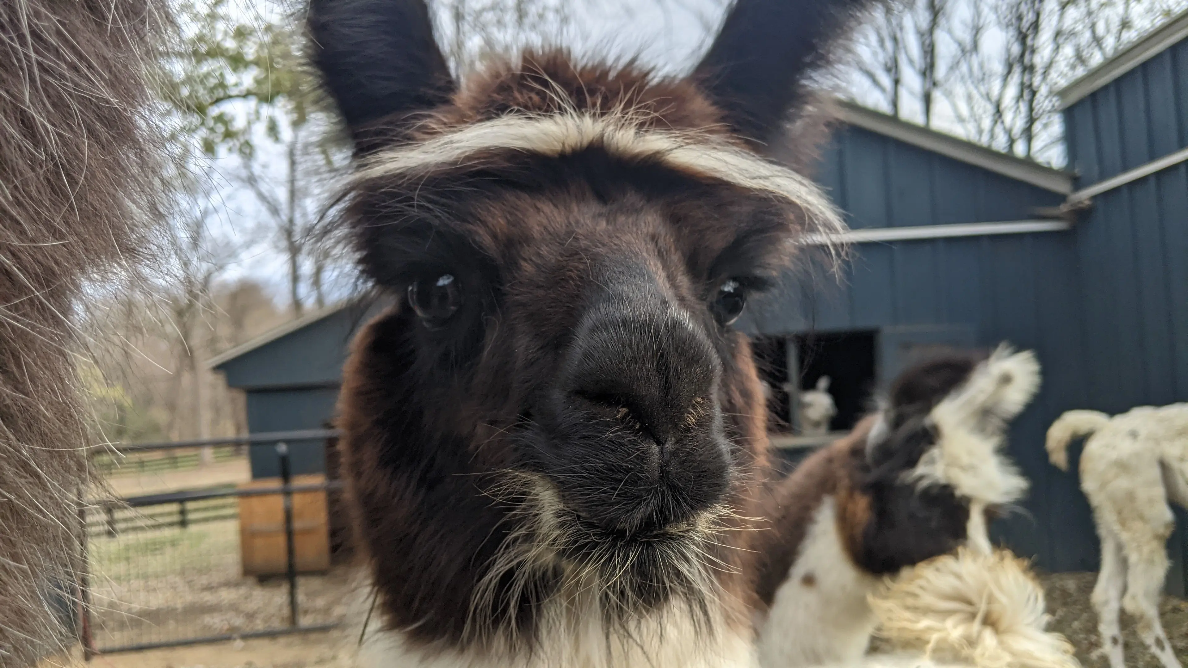 A closeup image of a llama named Ladybug