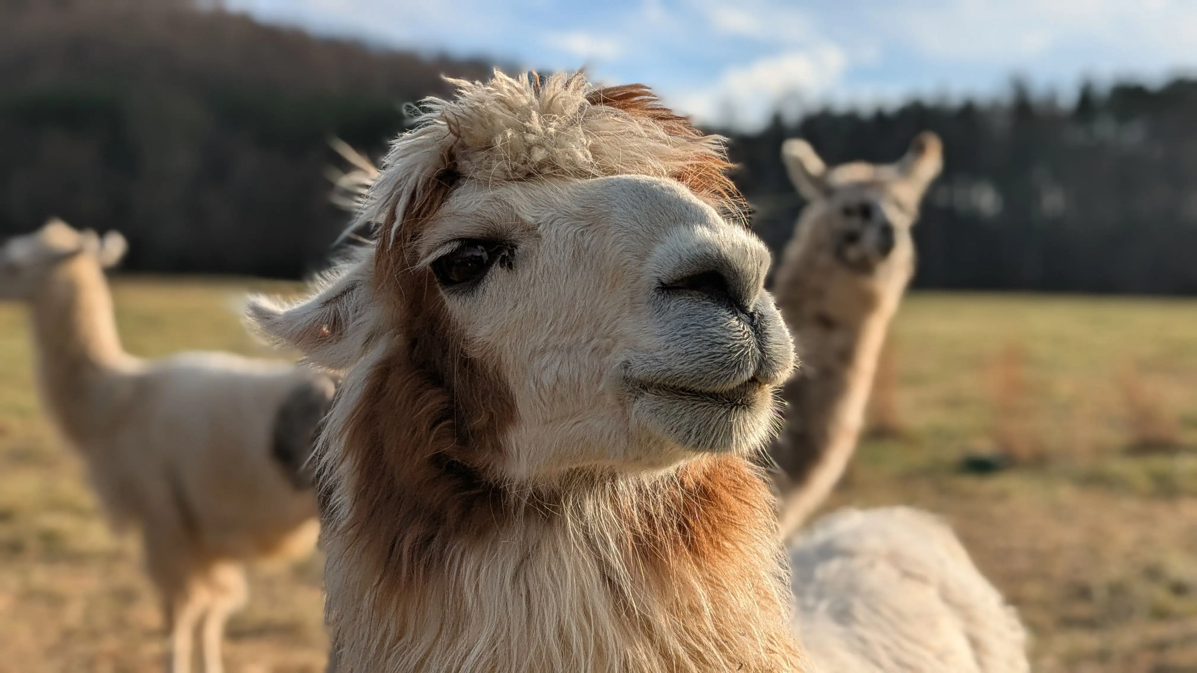 An image of a llama named Teriyaki with Thomas and Fitz in the background