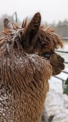 An image of an alpaca named Diablo in the snow