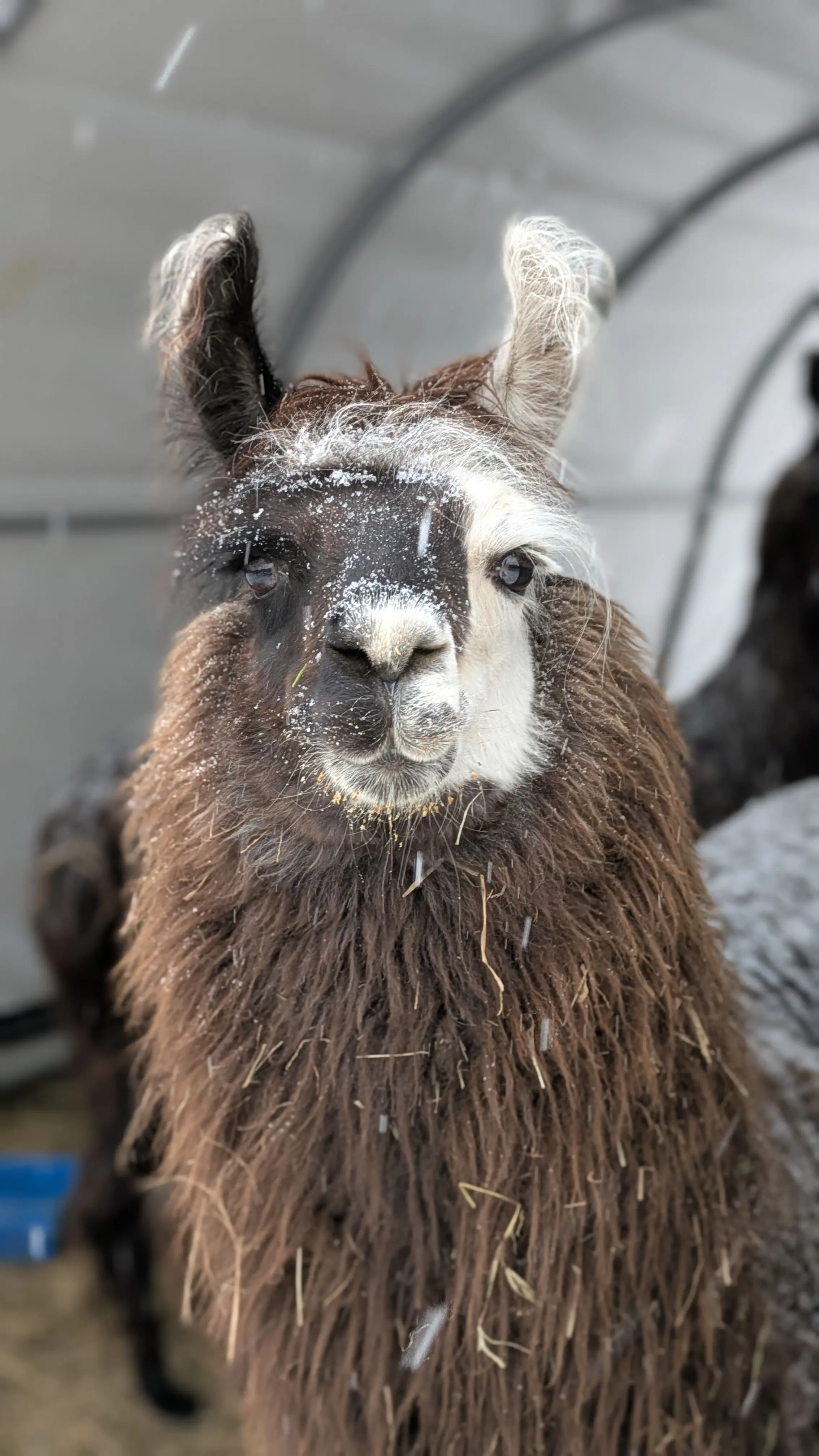 An image of a llama named Kabooki in the snow