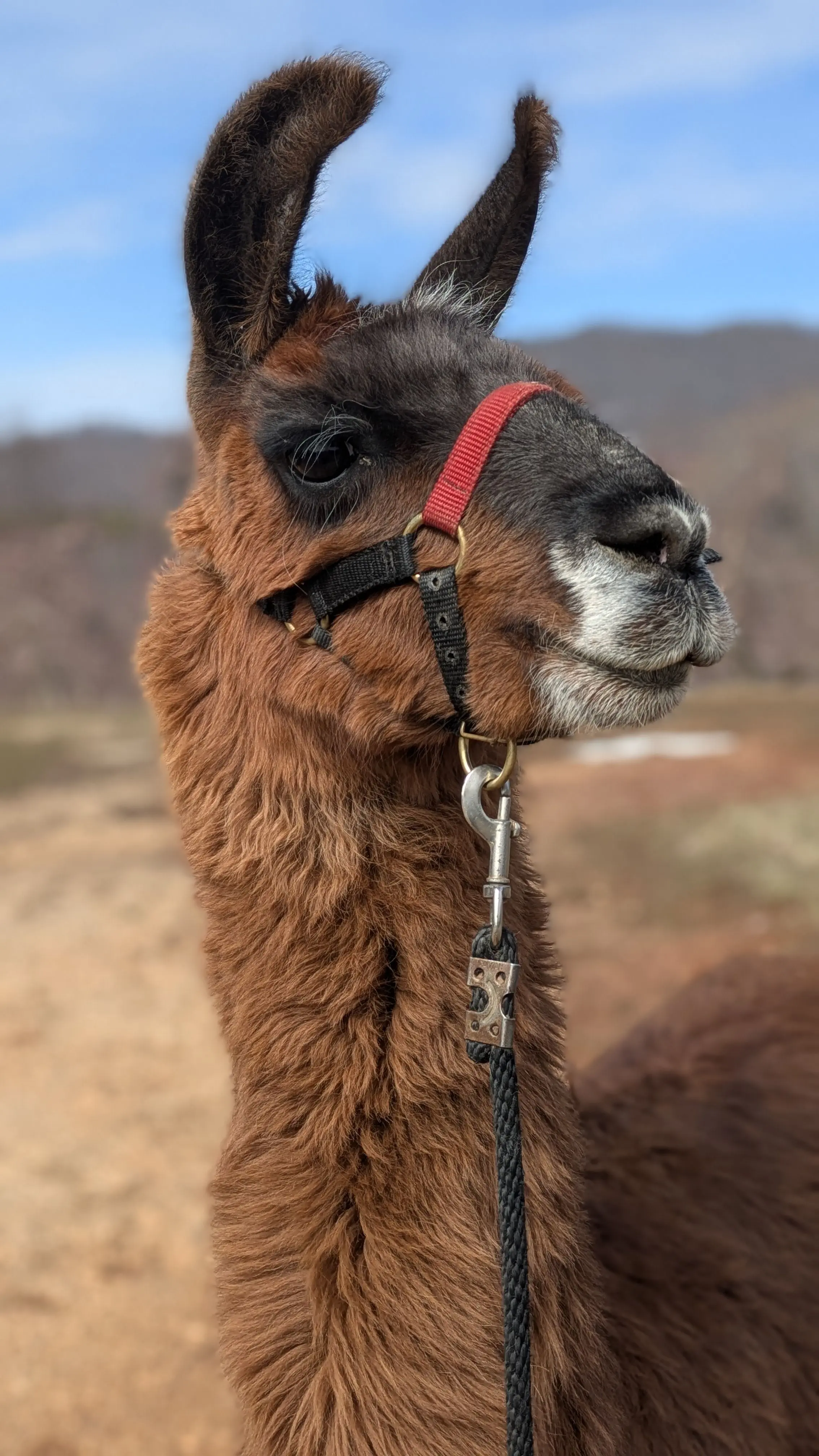 An image of a llama named Tucuman