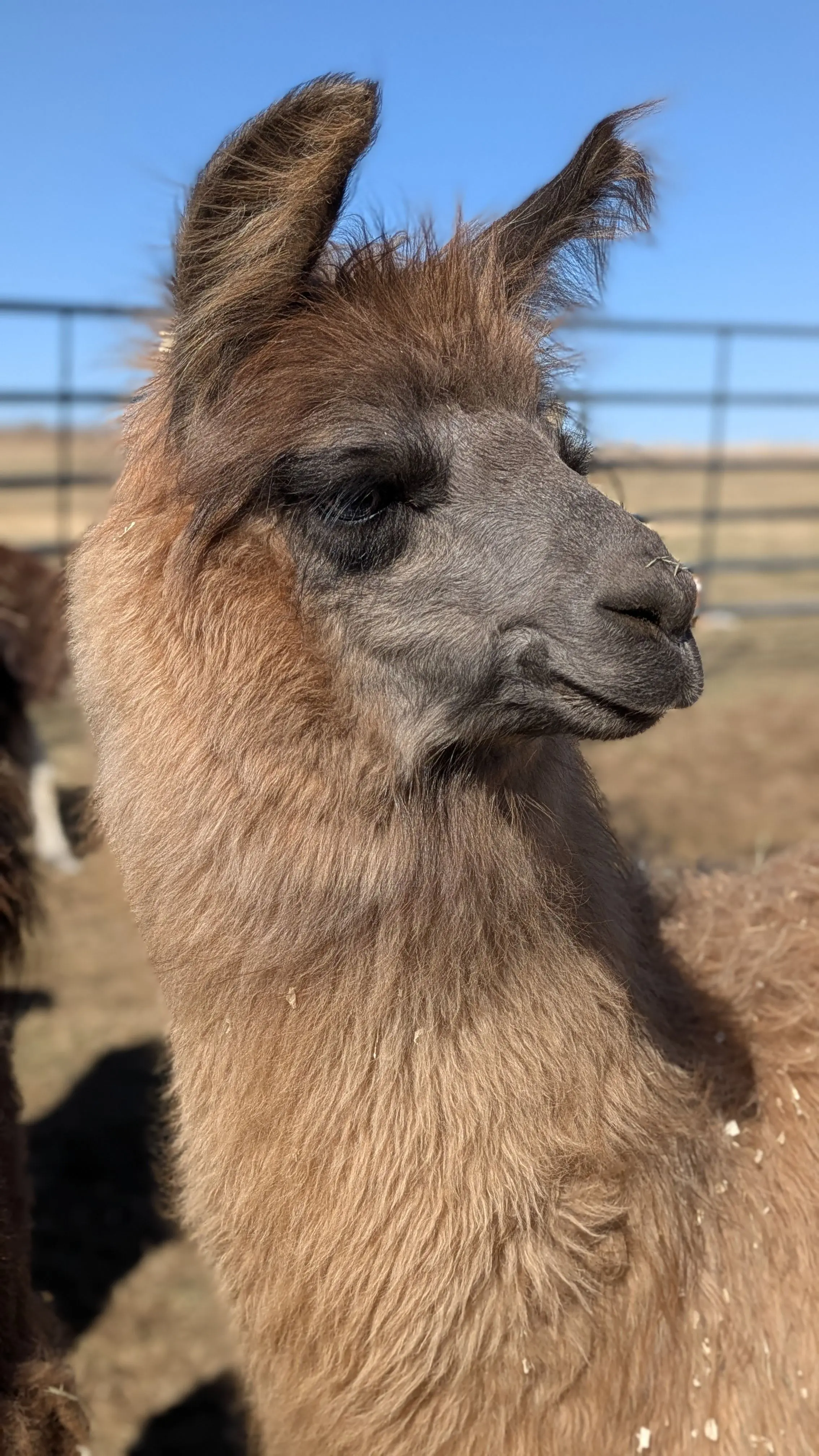 An image of a llama named Nutmeg