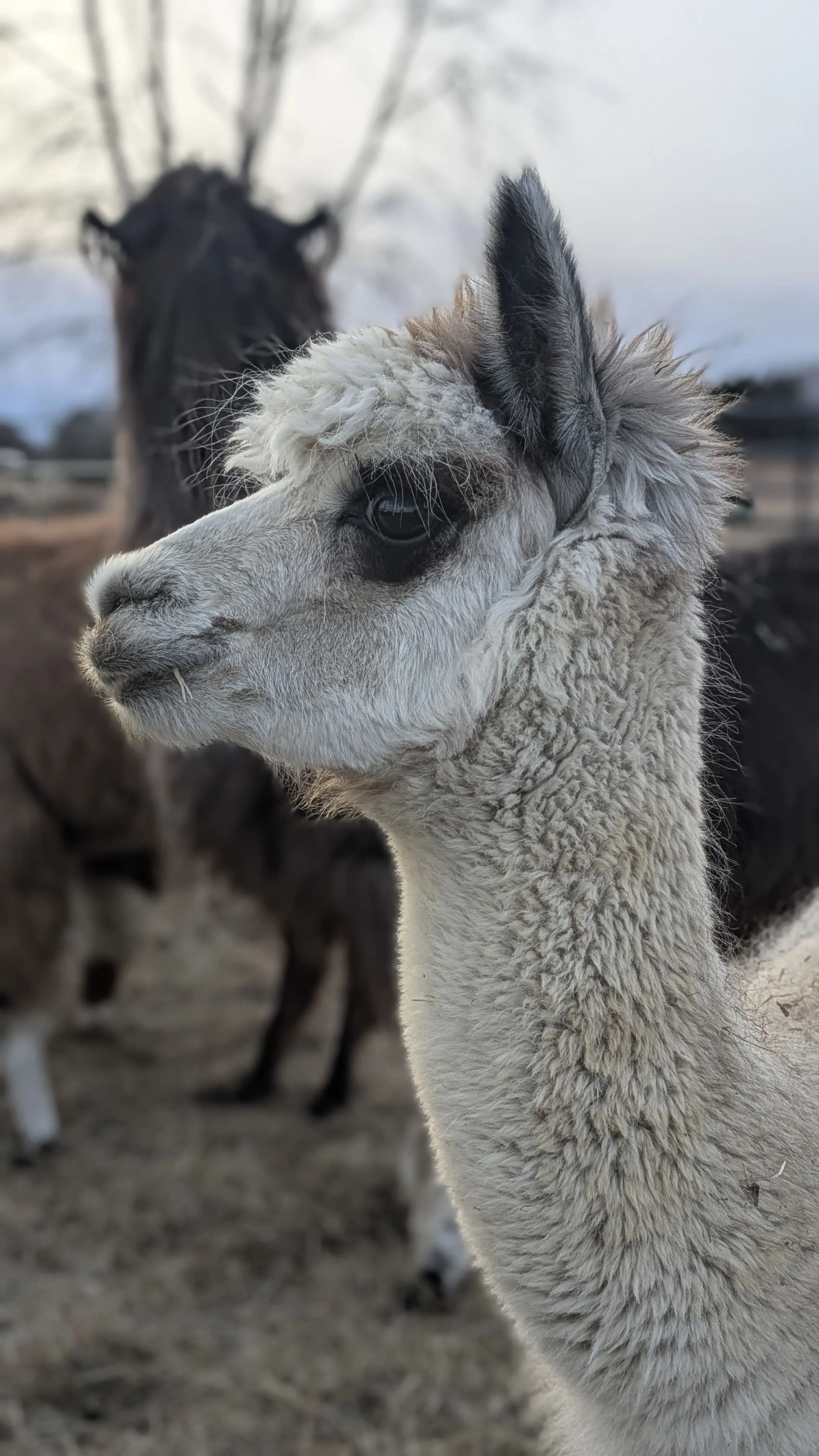 An image of an alpaca named Maeve