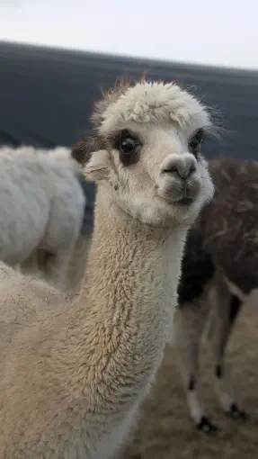 An image of a animal named Maeve