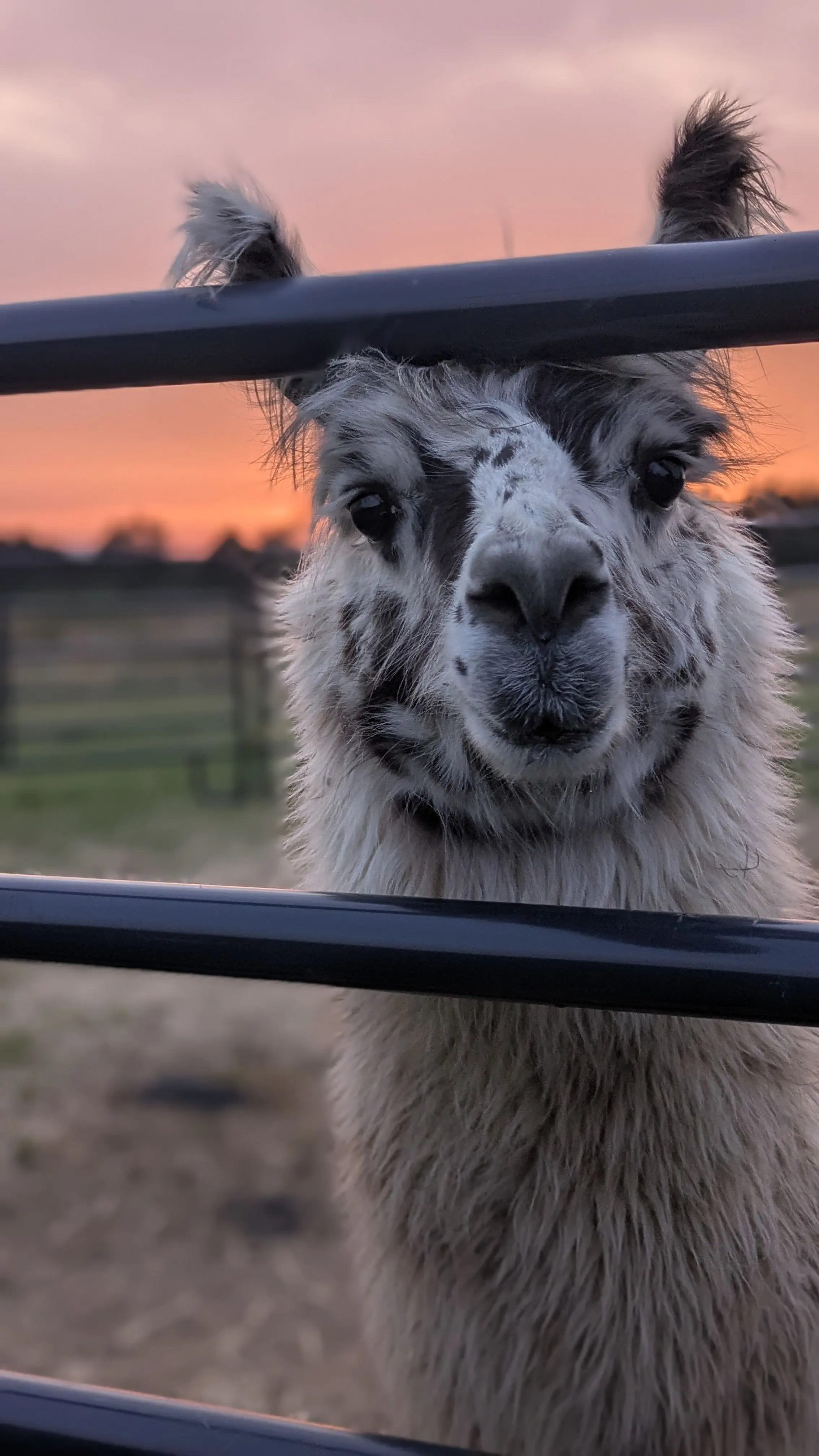 A close-up, eye-level portrait of a llama named Fitz with white and brown spotted hair. The llama looks directly at the camera through a dark blue metal fence, its face mostly in focus. The background shows a field and a beautiful pink and orange sunset.