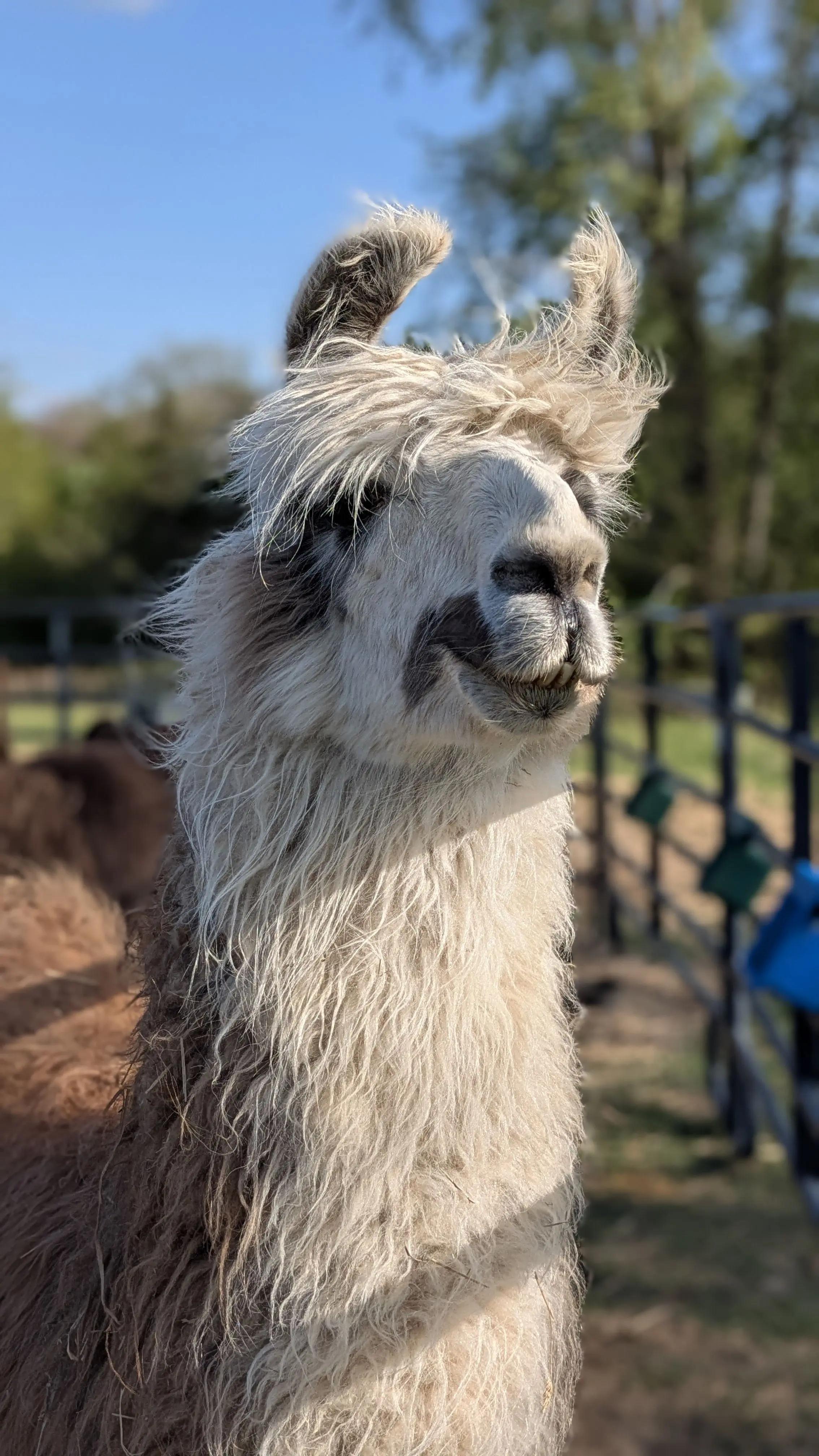 A portrait of a llama named Gemma