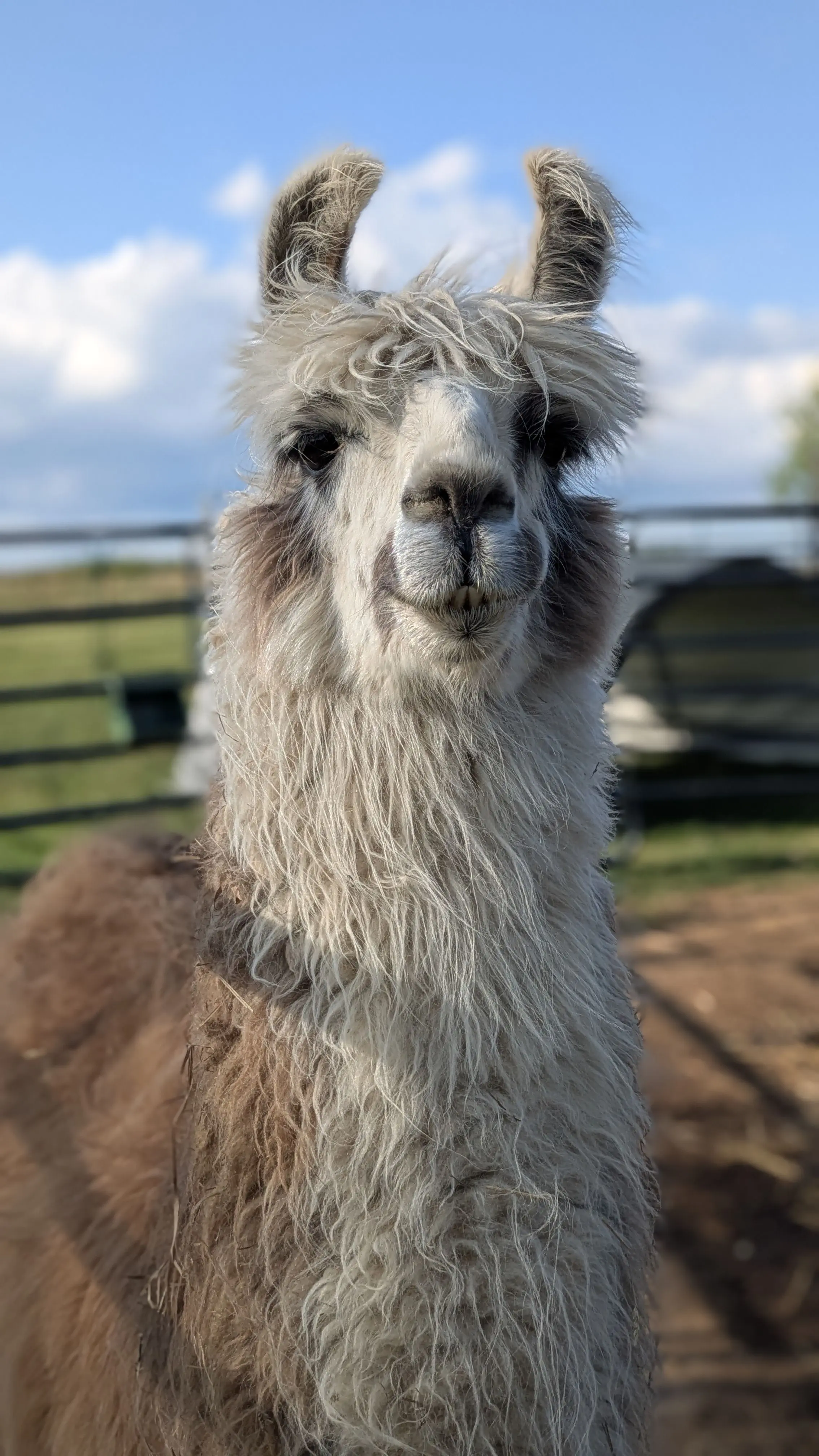 A portrait of a llama named Gemma with a white and tan face and furry ears. The llama faces the camera with a small, contented smile. It is standing in a field with a wooden fence and blue sky in the background.