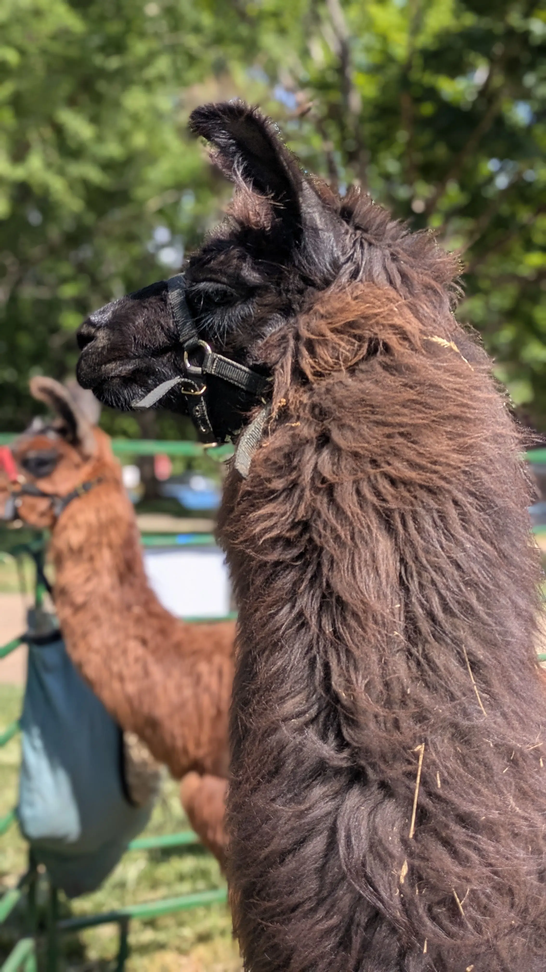 A close-up profile of a Tonks, a black llama with shaggy fur, wearing a black halter and looking to the left. A second llama, Tucuman, stands behind her, both in front of a green fence under sunny trees.