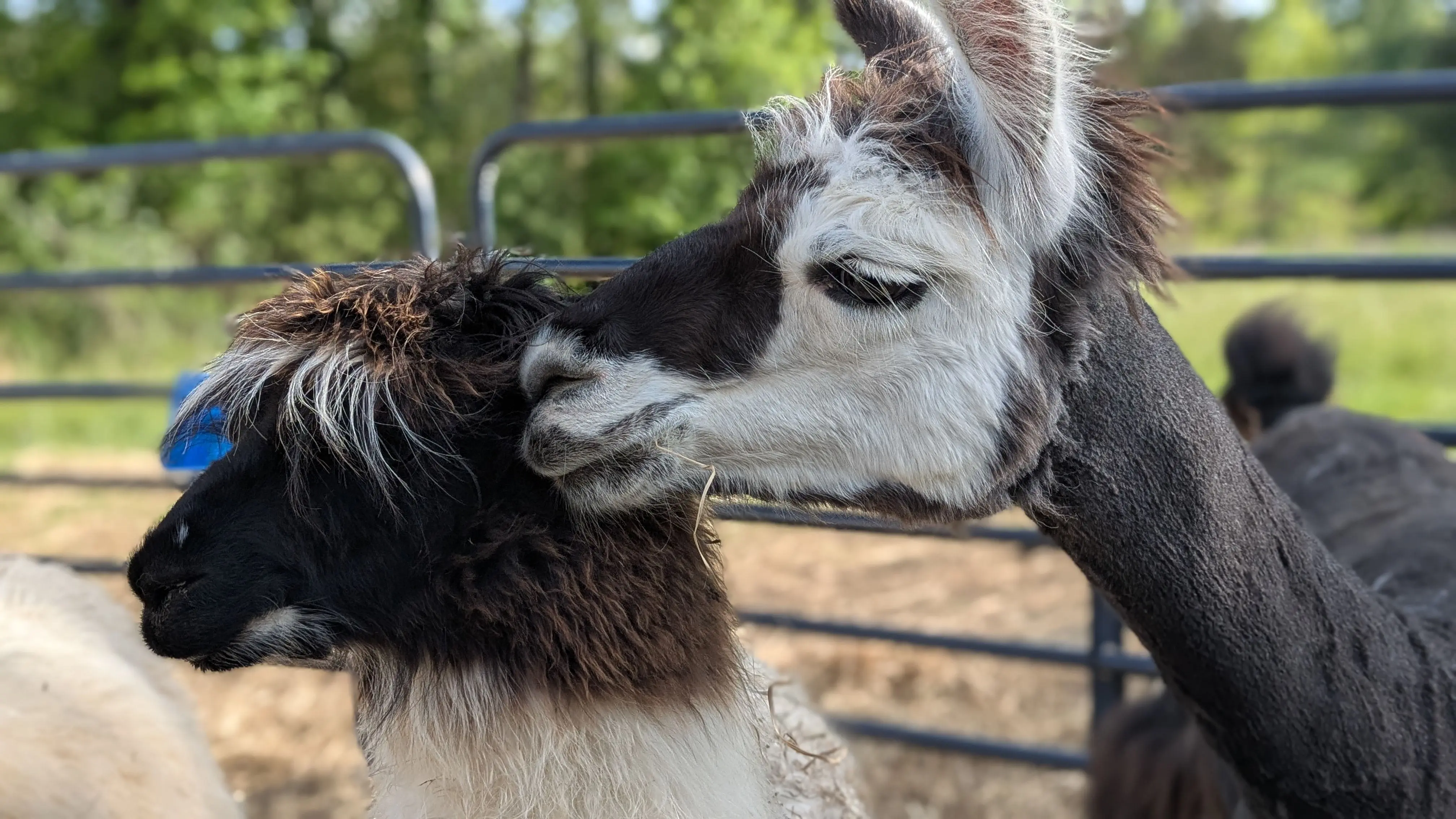 Close-up of two llamas interacting outdoors: Kabooki, a larger black and white llama nuzzles the side of Ladybug, a smaller llama with a black face, brown neck, and white body. A metal fence and blurred trees are in the background.