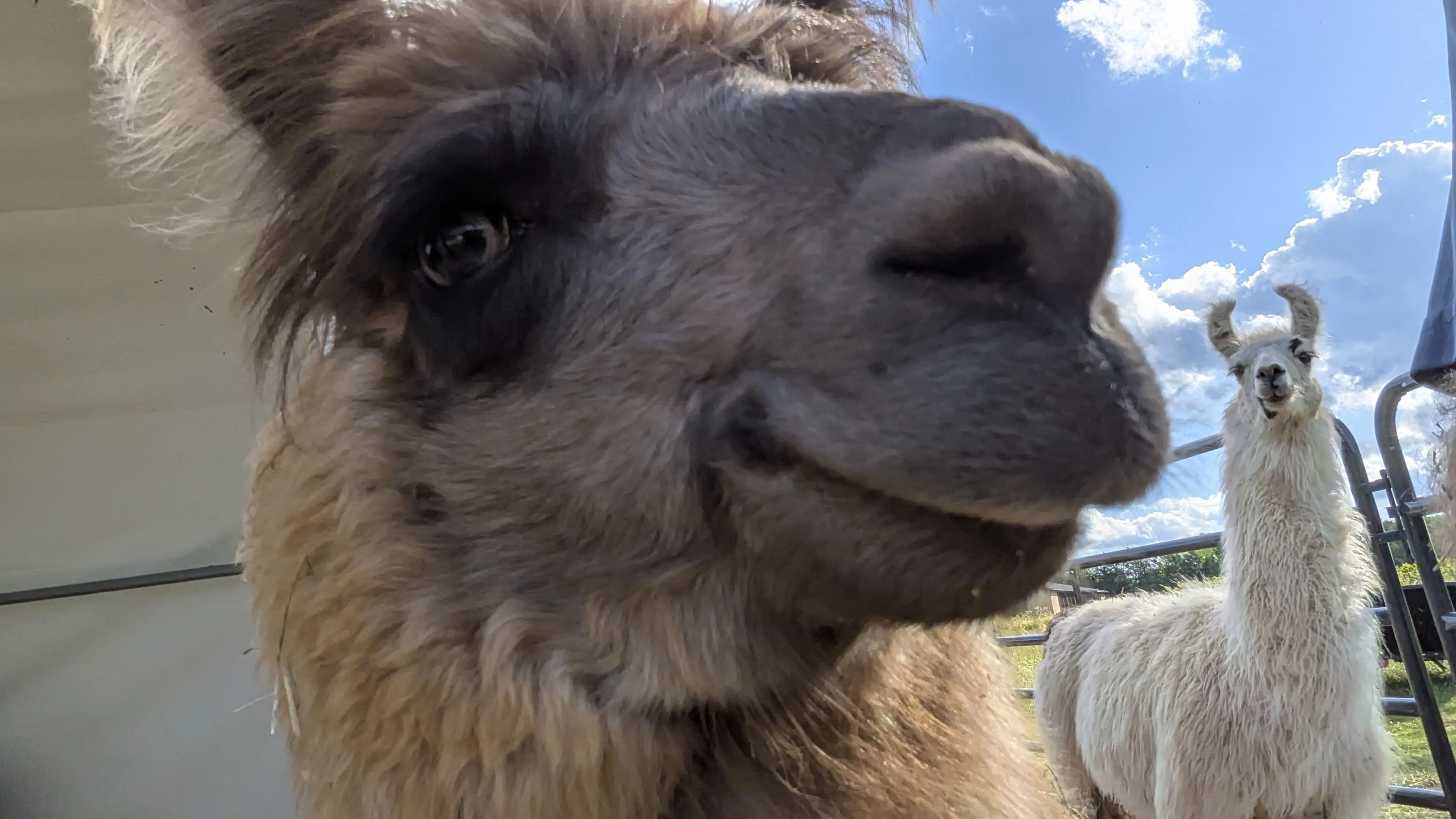 A llama named Nutmeg taking a selfie.