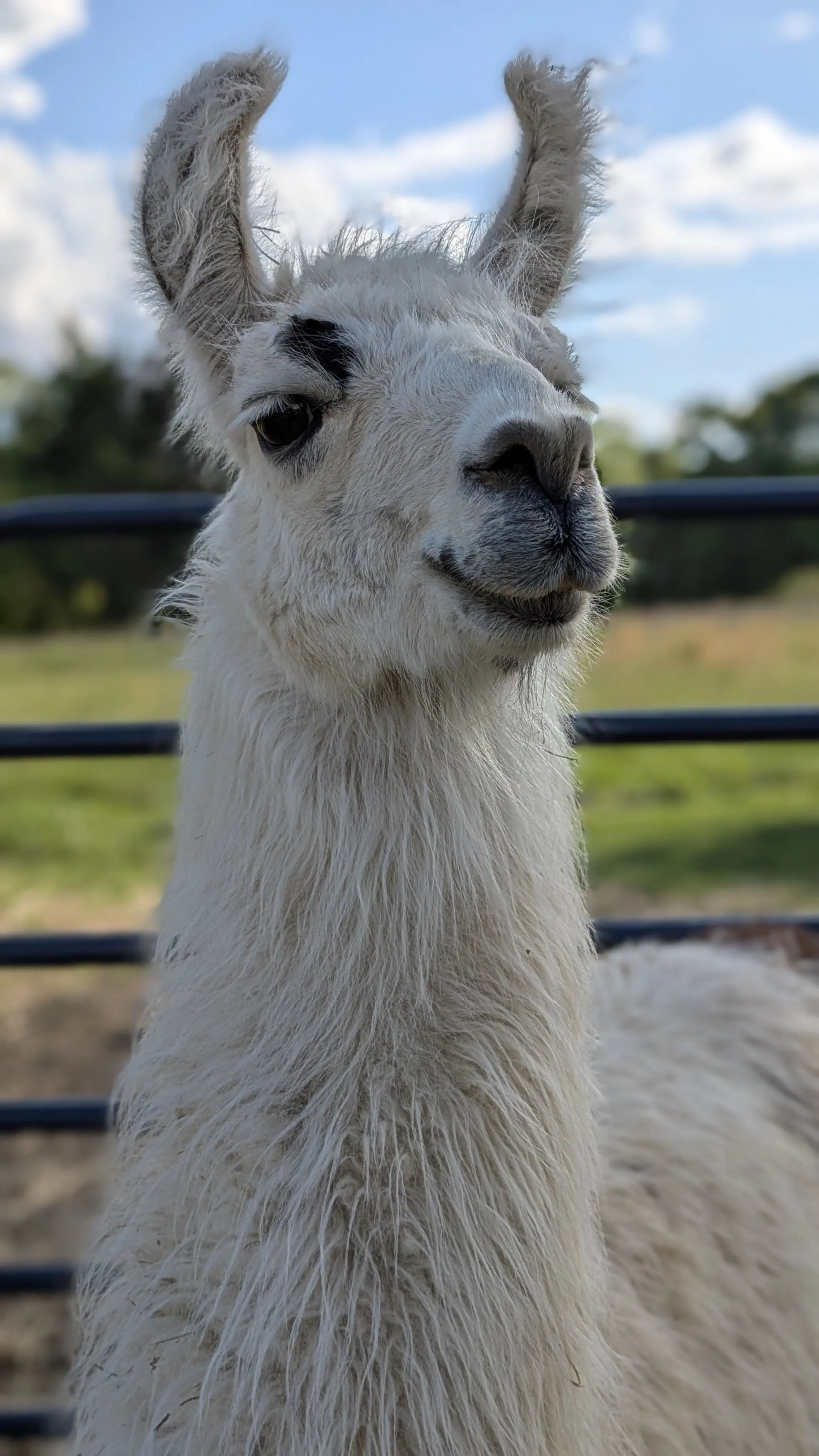 A portrait image of a white llama named Hushabye; Looking sightly to the left, with a blue fence and filtered sunlight on the meadow behind her.