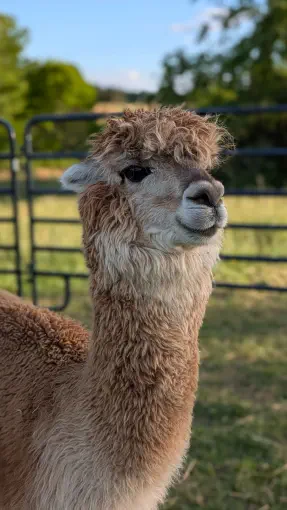 An image of a animal named Ten