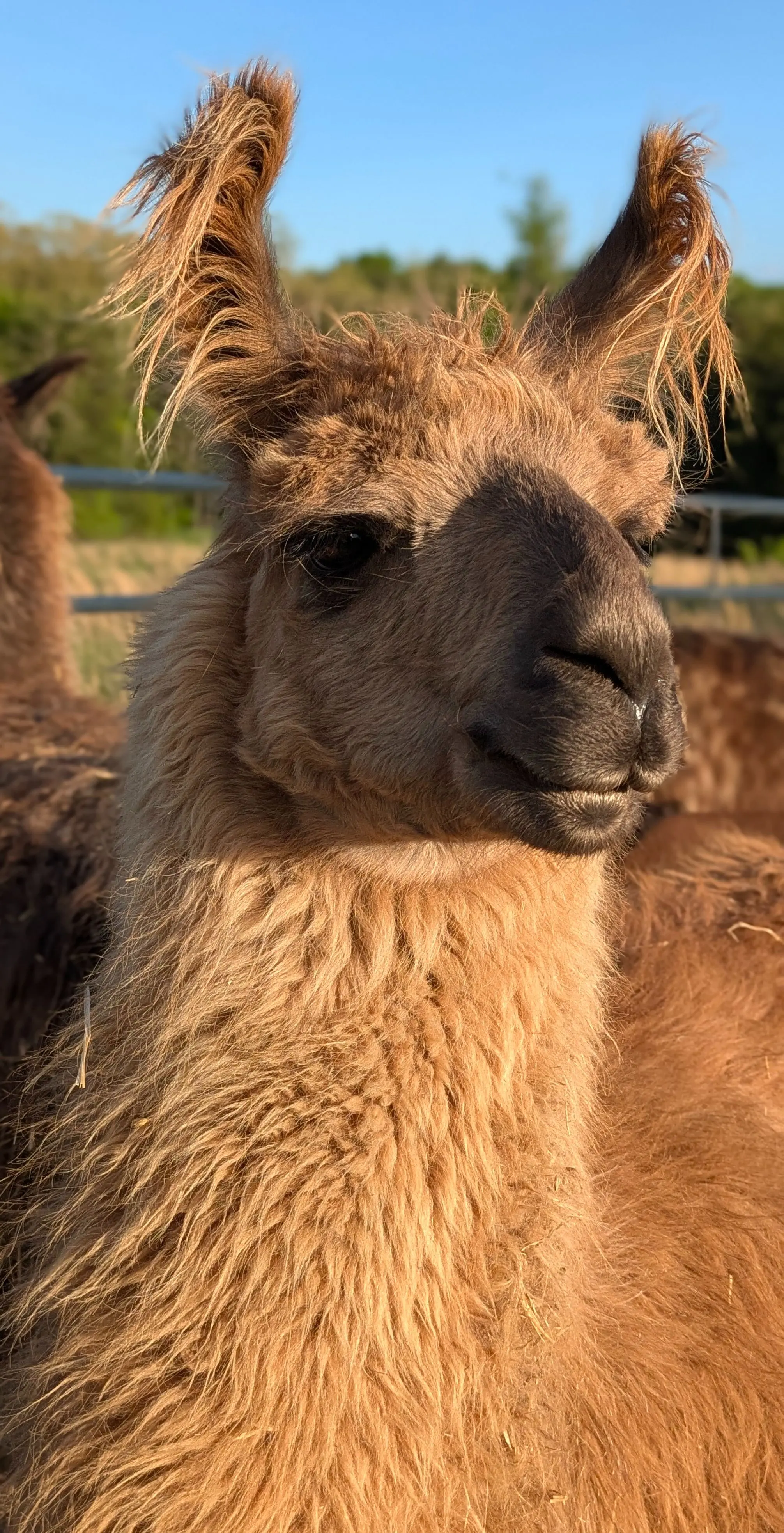 Close-up portrait of a llama named Rasputin, featuring his light brown textured fleece, a slightly darker brown face, and distinctive tufted ears. He faces forward with a calm expression, outdoors with a blurred background of a fence and greenery under a blue sky.